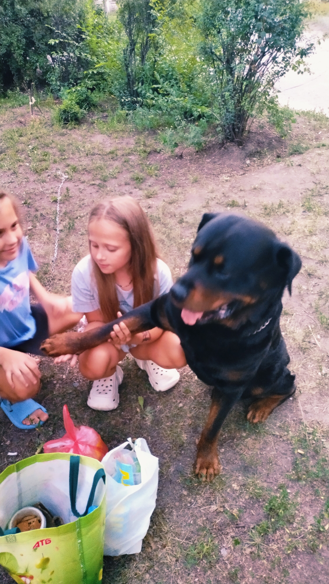 In Horishni Plavni, Ukraine, a Rottweiler dog offers its paw to a young girl who is kneeling on the ground. Another young girl is visible to the left, also seated. They are in an outdoor, grassy area with trees and bushes in the background. A green reusable bag and two plastic bags are on the ground near the girls.
