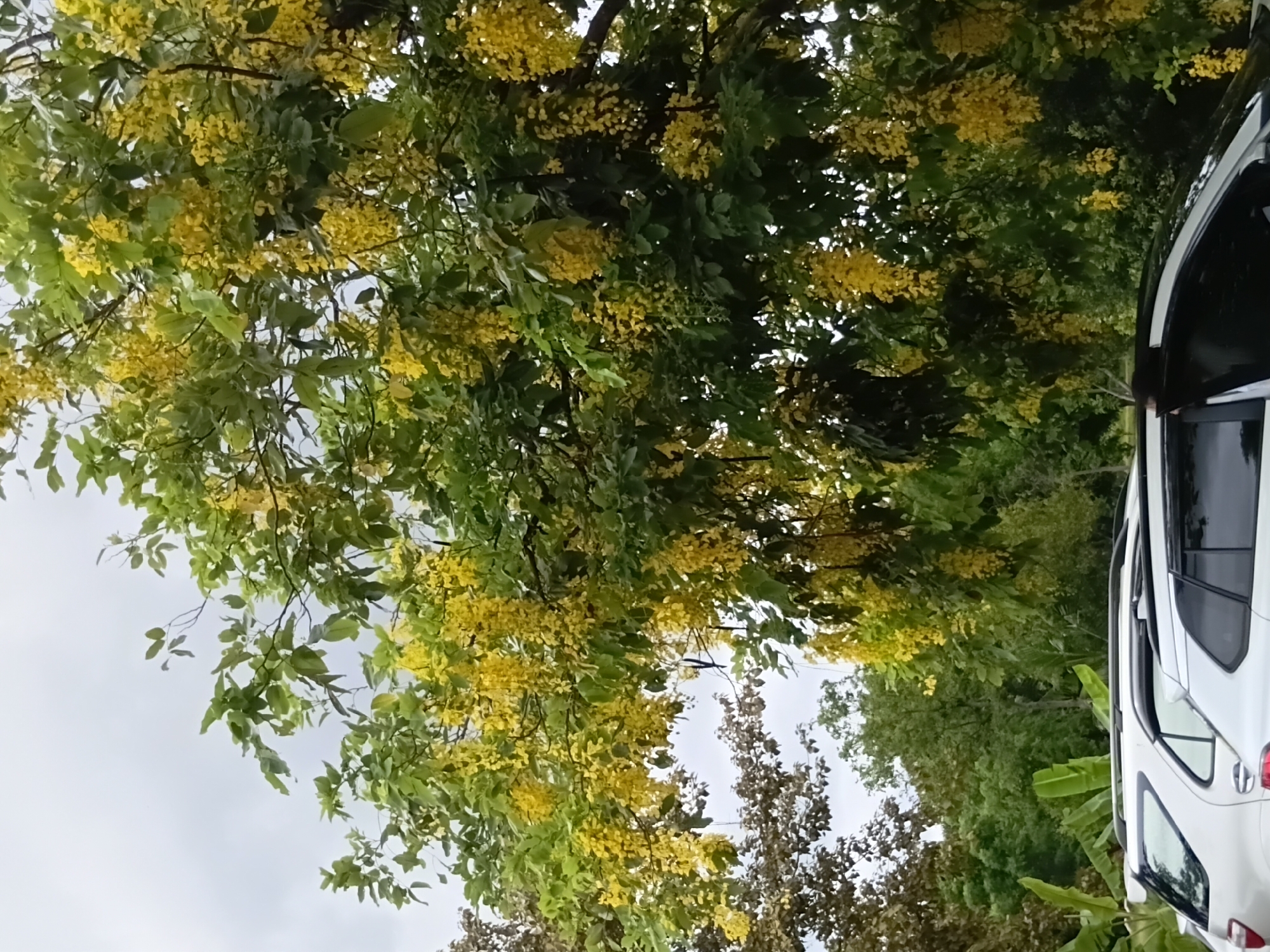 In Phra Nakhon Si Ayutthaya City Municipality, Thailand, the image captures a dense cluster of blooming yellow flowers hanging from a tree, characteristic of a golden shower tree. The blossoms are a vibrant yellow, forming long, pendulous racemes that cascade down. Beneath the flowering tree, the top portions of two white SUVs are visible, parked next to each other. The sky above is overcast with a light gray hue, suggesting a cloudy day. Surrounding the immediate scene are lush green trees and foliage, indicating a natural or garden setting within the municipality.