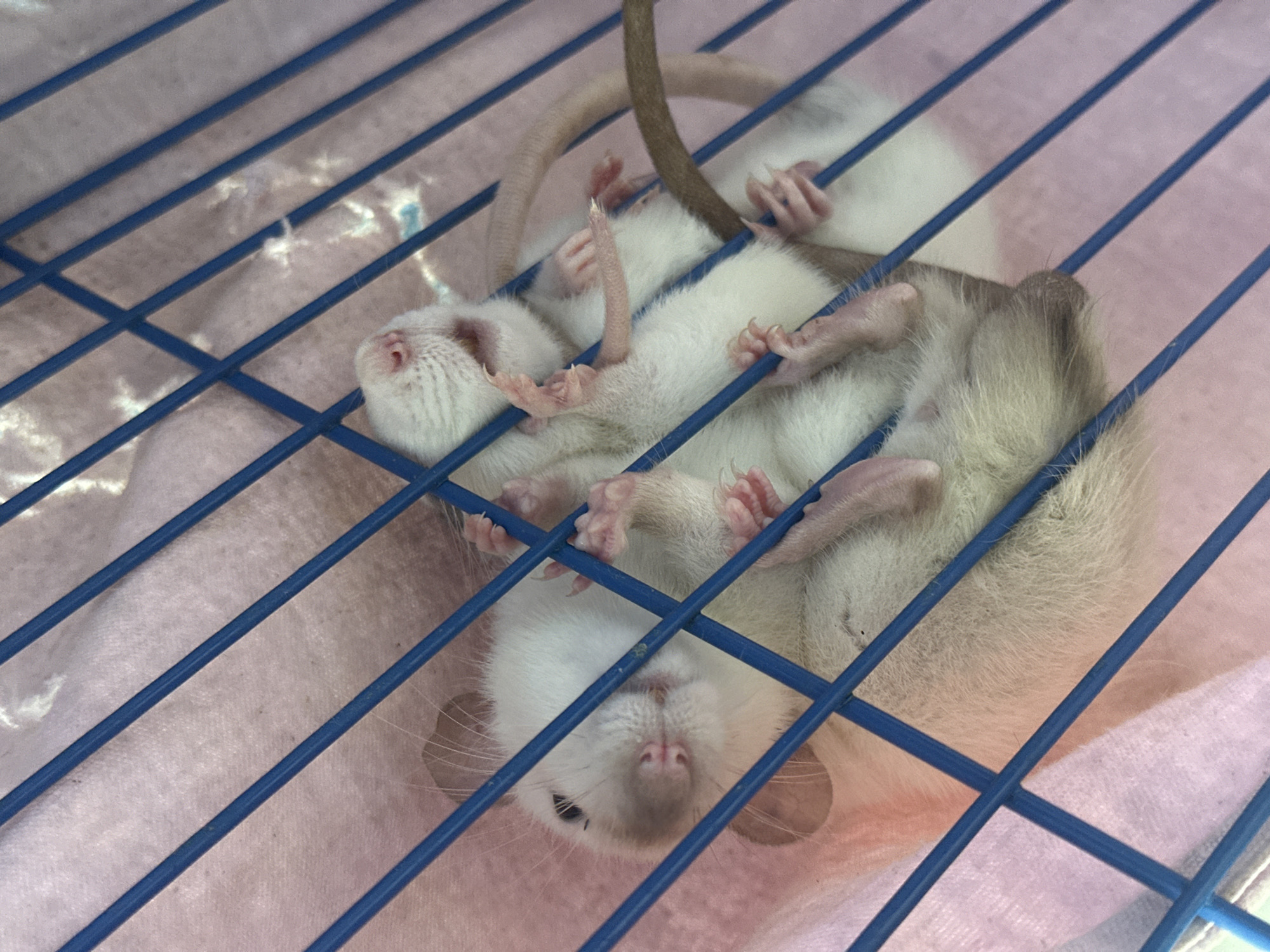 A photograph taken indoors depicts a top-down view through the blue bars of a cage containing two white and light brown domestic rats. The rats are intertwined and appear to be sleeping or resting. A light pink fabric lies beneath the cage. The scene is in focus and well-lit. There is no evidence of the location being Stavropol, Russia, or any people present.