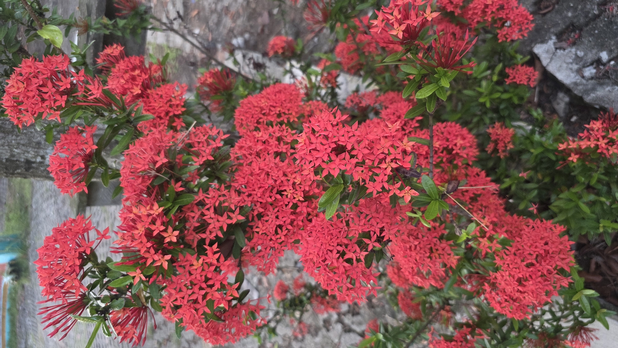 The image depicts a cluster of vibrant red Ixora flowers, also known as jungle geranium, growing near a concrete structure. The flowers are arranged in dense, spherical heads, with small green leaves scattered throughout the plant. The background includes a partially visible wooden structure, suggesting the plants may be in a garden or landscaped area. The location, Lhokseumawe, Indonesia, is inferred based on the prompt, but not visually verifiable within the image.