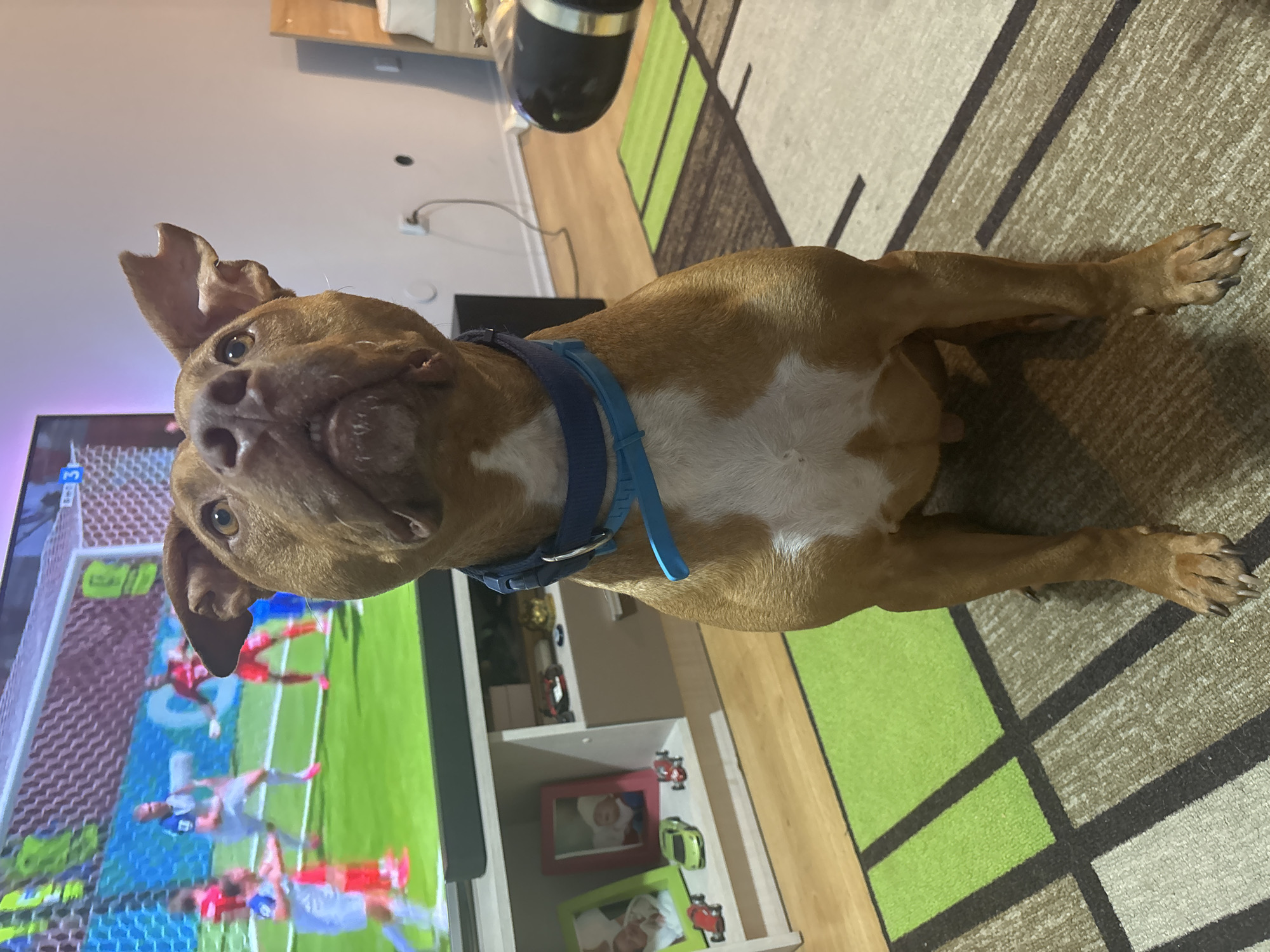 A brown pit bull dog is sitting on a rug, looking upwards. The dog is wearing a blue collar. In the background, a television screen displays a soccer game. There is also a white entertainment center with framed photos and toy cars on it. The scene appears to be indoors, in a living room. There is no indication of the city of Sofia, Bulgaria.