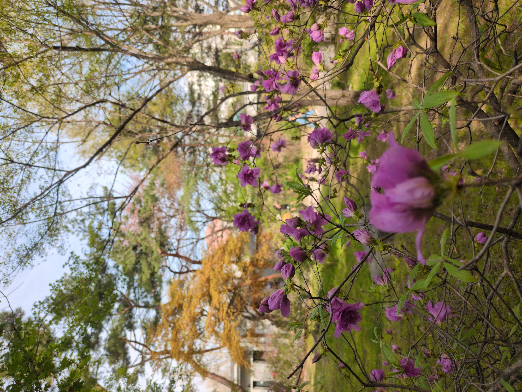 The image depicts a vibrant scene of blooming azaleas in a park setting. The foreground features a cluster of purple azalea blossoms, some in full bloom and others still in bud. The branches of the shrub are visible, adding depth and texture. In the background, various trees create a lush, green canopy. Patches of sky are visible through the trees. A building is partially obscured by foliage. Given the prevalence of azaleas and the park-like setting, the location may be somewhere in Seoul, South Korea.