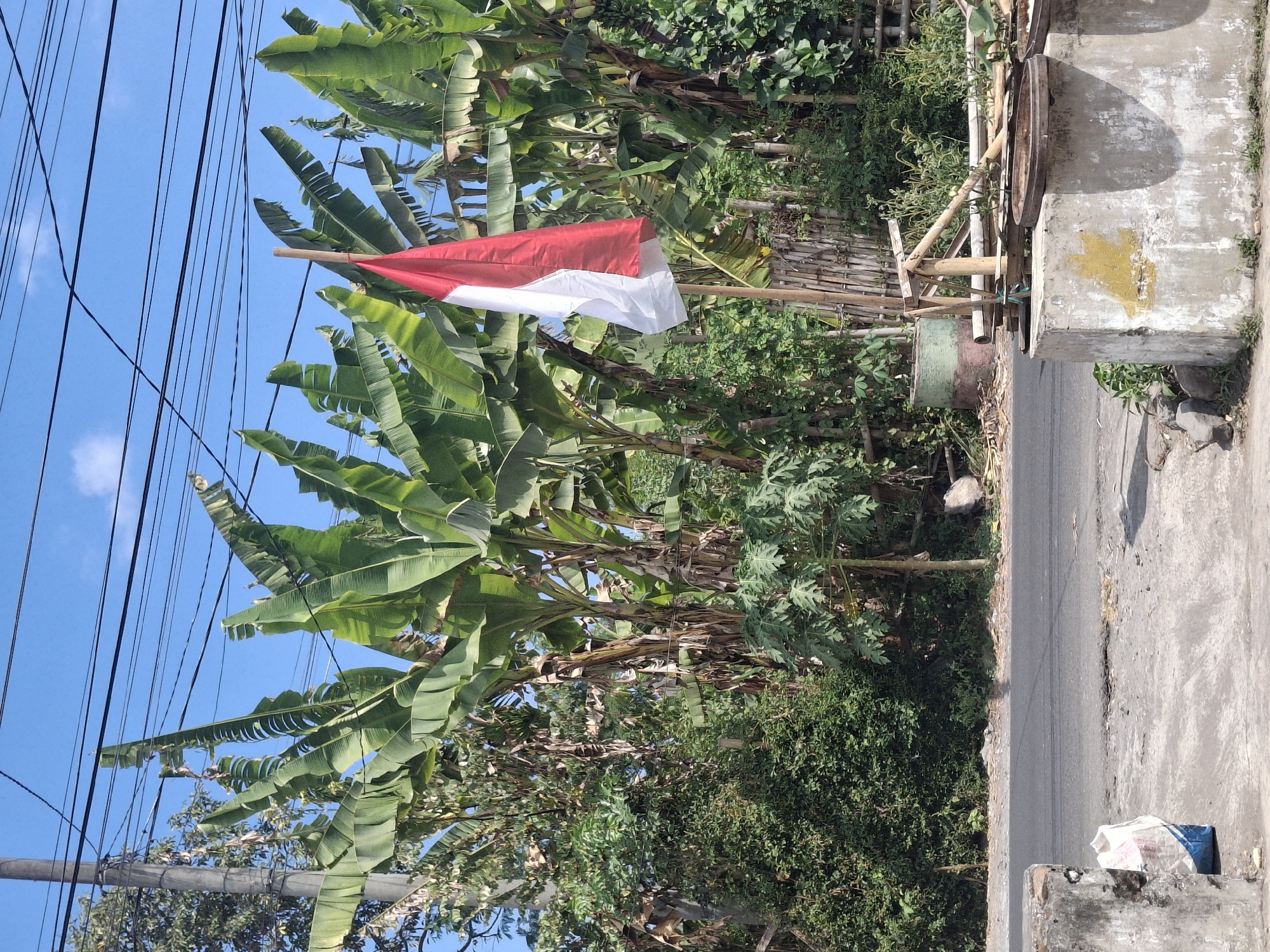 In Denok, Indonesia, a red and white Indonesian flag, mounted on a bamboo pole, stands in front of a dense growth of banana trees and various other green foliage. The flag is positioned to the right of the frame. A paved road runs horizontally across the lower portion of the image, with a concrete structure visible in the foreground on the left, containing a blue and white bag. Another concrete structure is present on the right, with some wooden planks and circular objects resting on it. The background is dominated by the lush vegetation and a clear blue sky with visible power lines stretching across it.