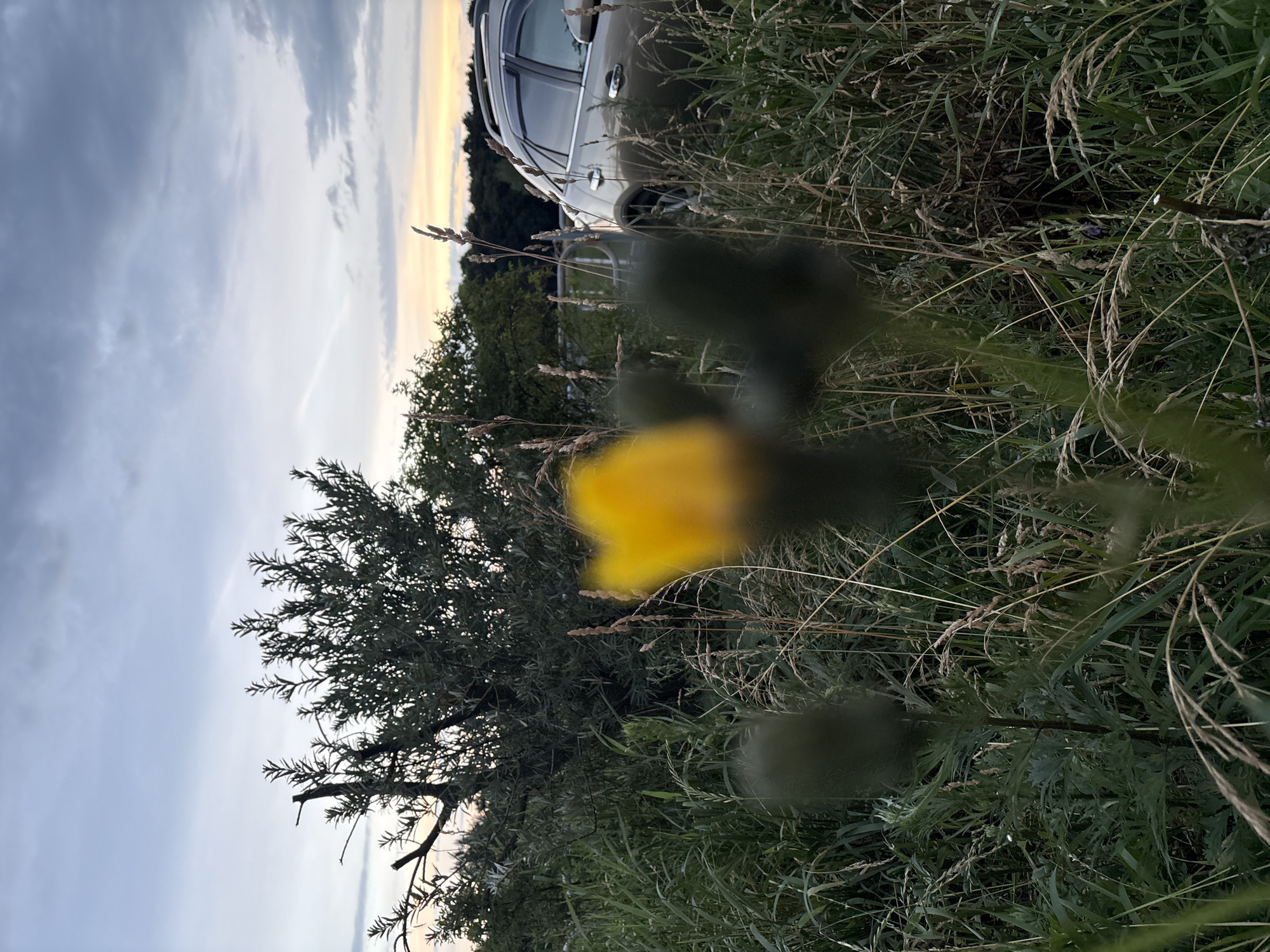 This is a ground-level, medium shot of a nature scene at dusk, possibly near Vitsebsk, Belarus. In the foreground, a blurred yellow flower is the primary subject, with other blurred dark green plants and tall dry grasses surrounding it. Behind the foreground foliage, a light-colored SUV is parked on a dirt or gravel area. A metal fence with vertical posts is visible to the left of the vehicle. In the background, a dense line of trees forms the horizon, with a sliver of orange and yellow sky visible above them. The sky is overcast with gray clouds, suggesting the end of the day. The overall impression is one of a natural setting with a man-made element, possibly a roadside or park.