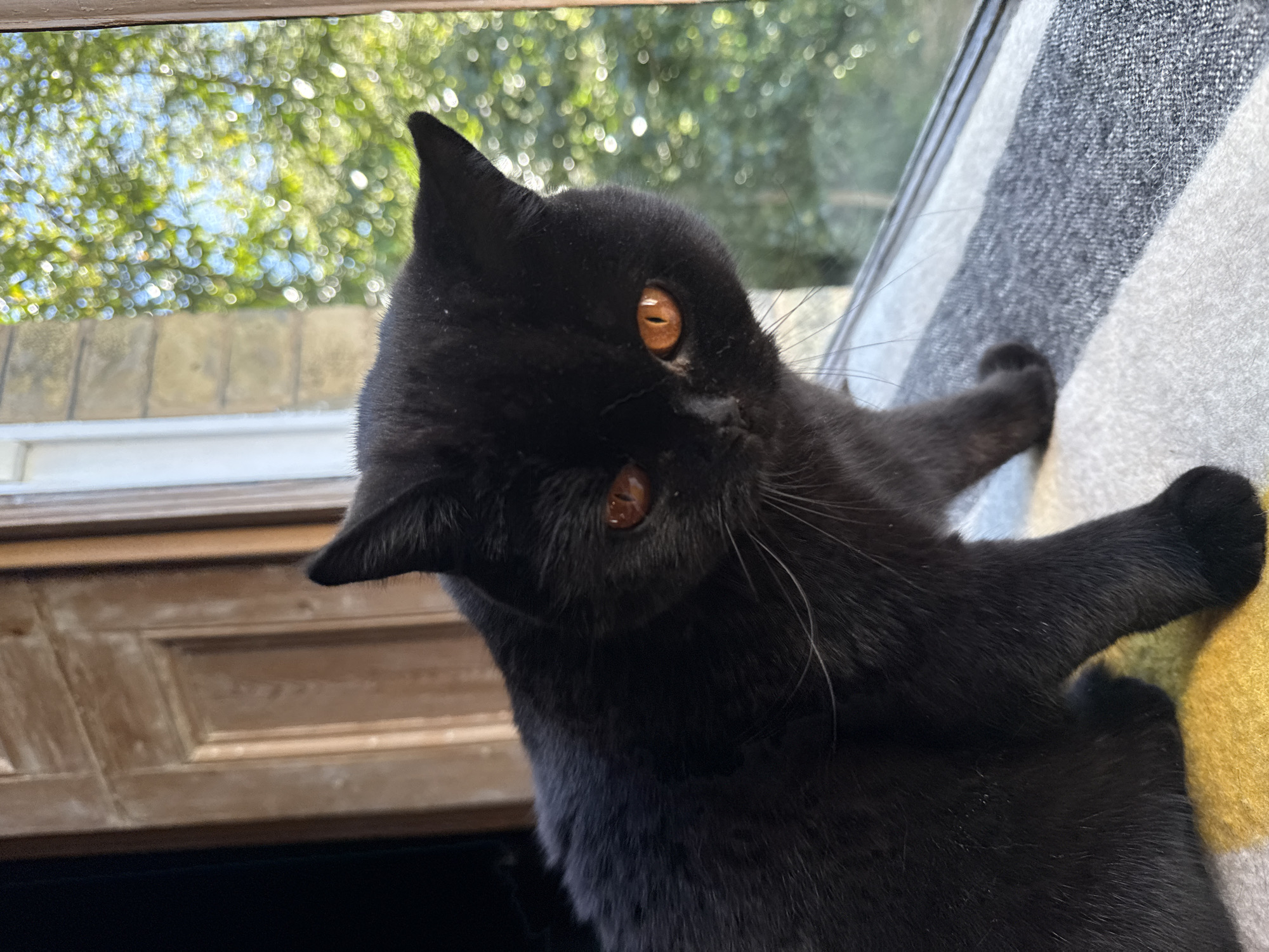 A black cat with amber eyes rests on a blanket with a gray and yellow checkered pattern. The cat is positioned near a window with an aged wooden frame. Outside the window, the background is blurred with green foliage and hints of sunlight, potentially indicating a park or garden area. The location is inferred to be London, United Kingdom, based on the architectural style of the window and the general appearance of the environment.