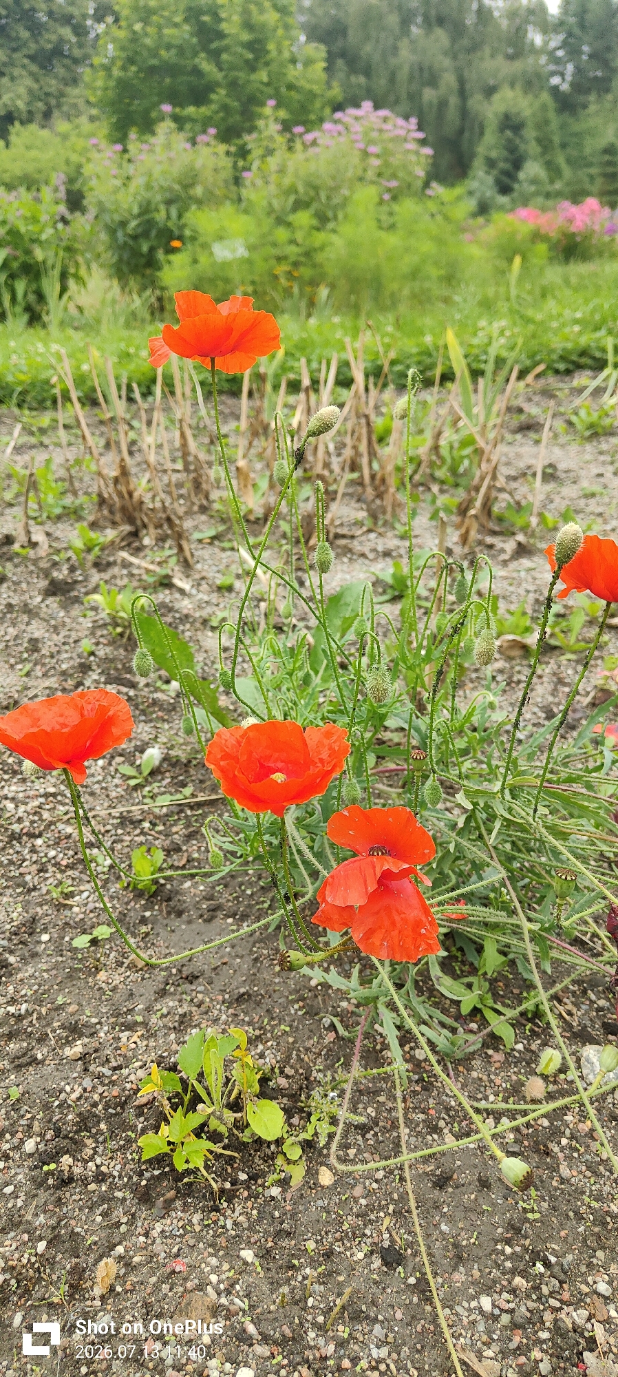 The image shows a patch of red poppies in what appears to be a garden or park. The poppies are in various stages of bloom, with some fully open and others still in bud. The ground is covered in dirt and small stones, with some dry, brown stalks of plants in the background. The background also shows lush green foliage and some blurred pink flowers, suggesting a natural setting. The lighting is soft and diffused, indicating an overcast day. There is no indication of the specific location within Kaliningrad, Russia. The image is a still photograph with a timestamp overlay in the lower left corner indicating "Shot on OnePlus 2026.07.13 11:40".