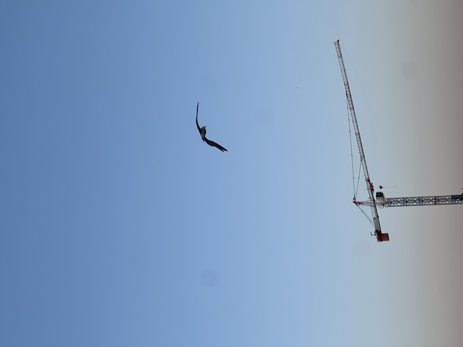 The image depicts an outdoor scene in the city of Tanger, Morocco. A clear sky with a gradient from darker blue at the zenith to a lighter blue towards the bottom dominates the frame. In the upper-middle section, a single dark-colored bird is captured in mid-flight, with its wings extended and its body oriented towards the left. In the lower portion of the image, a grey and red tower crane stands prominently, featuring a vertical mast on the left and a horizontal jib extending towards the right. No human subjects or discernible interactions between subjects are present.