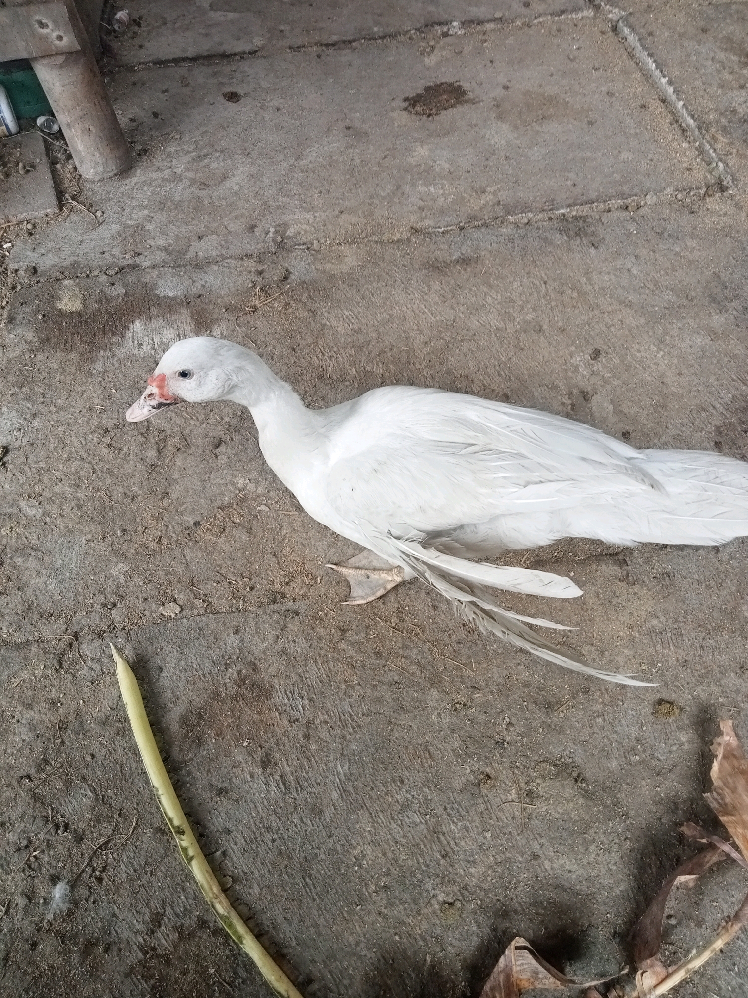 A white duck lies on a textured concrete surface. The duck is positioned on its right side, with its head turned to the left. Its beak is pinkish-red at the tip, and its eye is visible. The duck's body is mostly covered in white feathers, with some appearing ruffled. Its feet are webbed. A long, light green, cylindrical object, possibly a plant stem or pod, lies to the lower left of the duck, oriented diagonally. In the upper left corner, a portion of a wooden structure is visible, appearing to be a post or beam. The concrete surface has visible seams and is somewhat uneven, with scattered debris and soil. The overall environment suggests an outdoor, possibly rural or utilitarian area. The image has a slightly grainy texture.