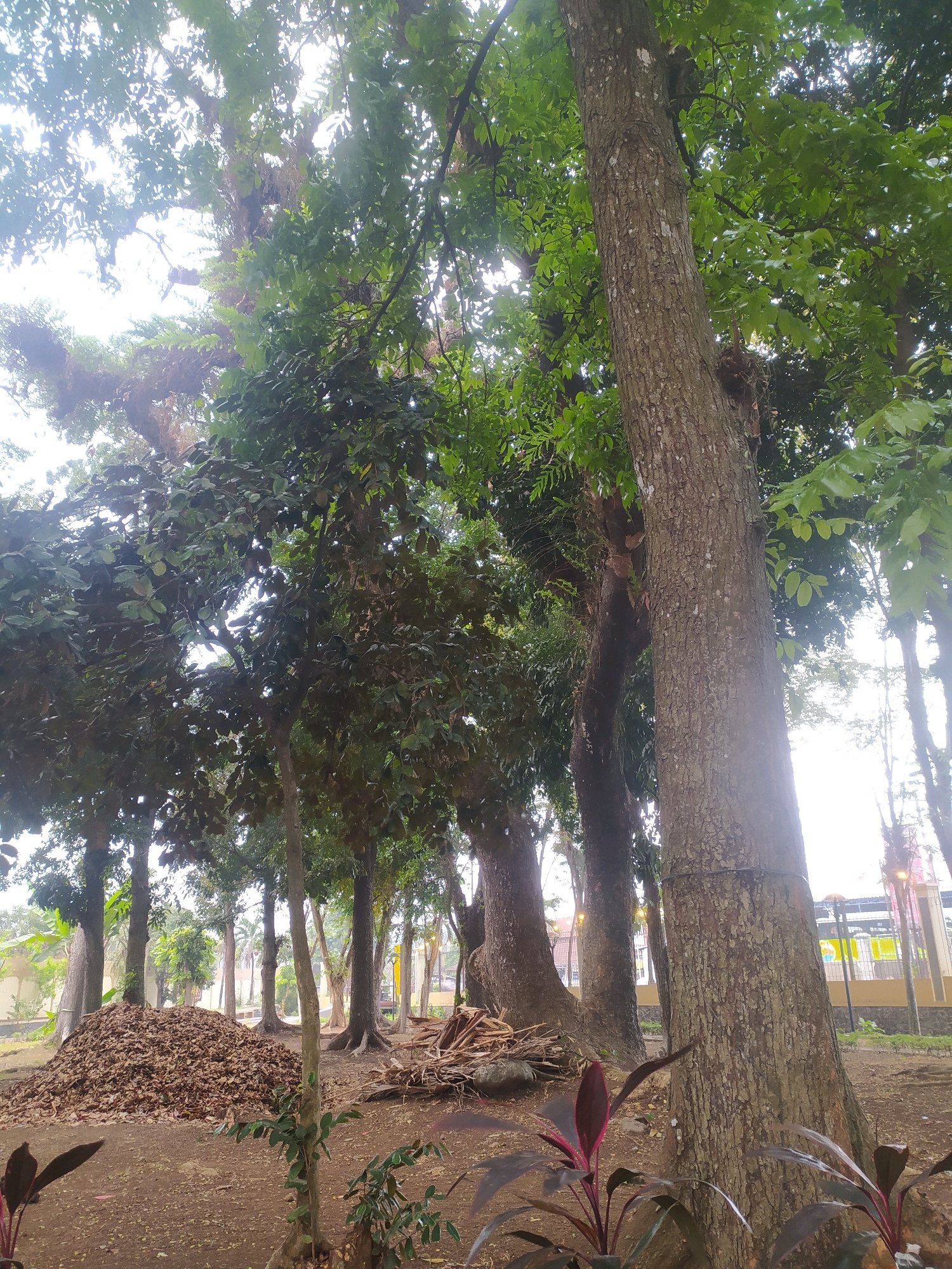The image depicts an outdoor scene in Sokaraja, Indonesia, likely a park or a landscaped area. The foreground is dominated by a large tree with a textured, brown trunk, its branches reaching upwards and covered in green leaves. To the left, a substantial pile of dry, brown leaves has been gathered on the reddish-brown soil. Further back, several other trees of varying sizes are visible, creating a dense canopy of green foliage that filters the bright, hazy sky.
In the mid-ground, the ground is uneven and appears to be composed of soil and scattered debris, including some dry branches and possibly logs. The background reveals more trees and a glimpse of a building with a light-colored facade, a fence, and some yellow and orange signage, suggesting proximity to a public space or facility. The overall impression is one of a slightly unkempt but natural environment, possibly during or after a period of leaf fall. No people are visible in the image.