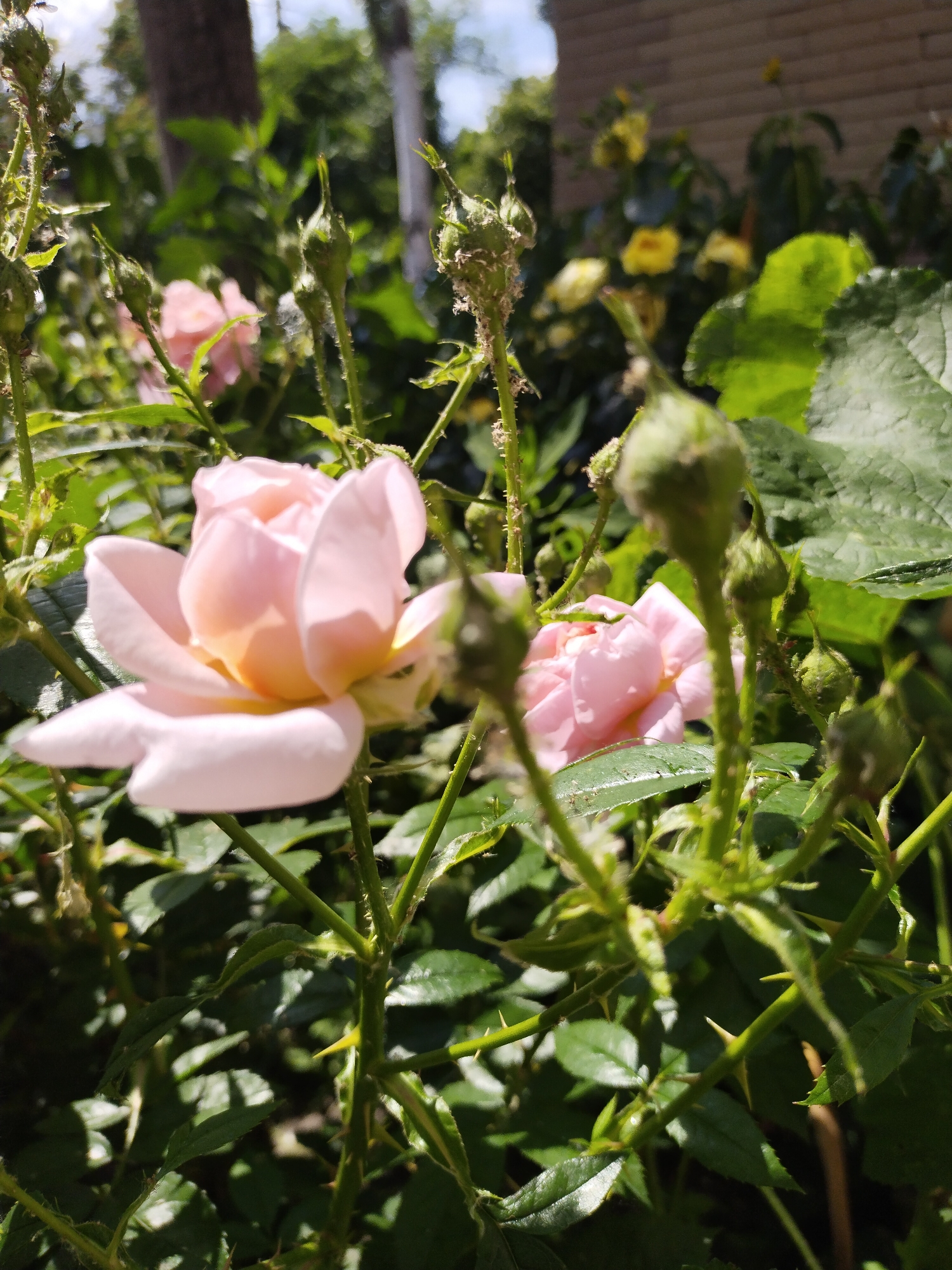 The image depicts a close-up view of rose bushes in an outdoor garden setting in Horishni Plavni, Ukraine, under direct sunlight. In the foreground, a light pink rose with a creamy yellow center is partially in bloom, positioned slightly left of center and largely in focus. Numerous green rosebuds are visible on thorny stems throughout the foreground and midground. Several stems and buds, particularly on the left side, exhibit small, light-colored specks consistent with insect infestation, potentially aphids or spider mites. Green rose leaves with prominent veins and sharp thorns are clearly visible on the stems, which cast defined shadows. In the midground, another light pink rose is visible to the right and slightly behind the primary rose, along with additional green foliage. The background features blurred yellow roses to the right, behind which a light brown or beige building structure is partially discernible. To the left, blurred dark green trees and foliage are present against a bright, clear sky in the upper left corner. No people or animals are present in the scene. The lighting indicates a sunny day, with strong natural light creating high contrast between illuminated areas and deep shadows.