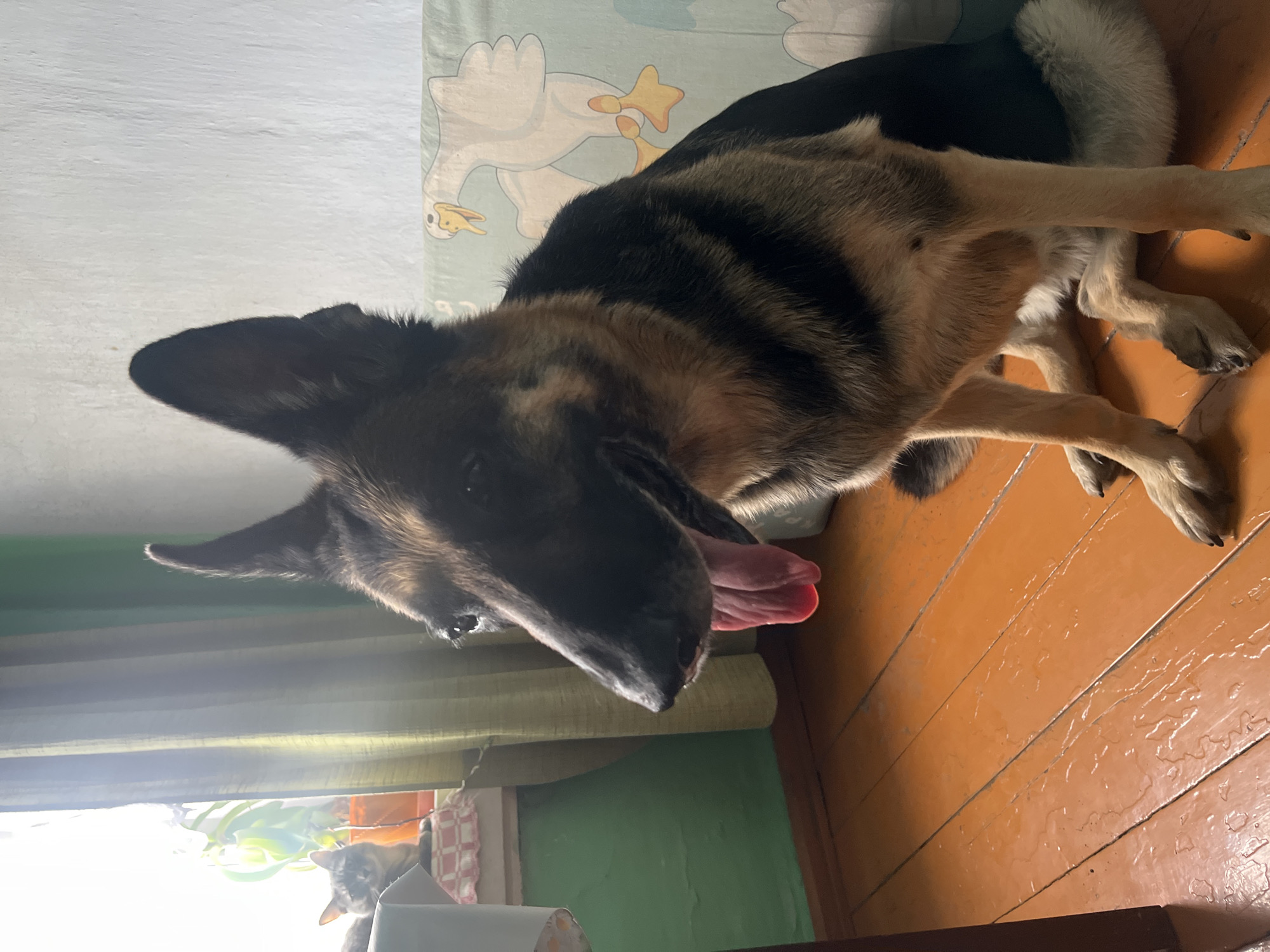 A medium shot, taken indoors, depicts a German Shepherd dog lying partially on a patterned cushion. The dog has black and tan fur and an extended, pink tongue. The cushion has a light blue and white duck pattern. The floor is made of light brown wooden planks, with visible grain. A window with green trim is visible in the lower left corner, with a glimpse of a cat looking into the room. The location is presumed to be Nizhny Tagil, Russia.