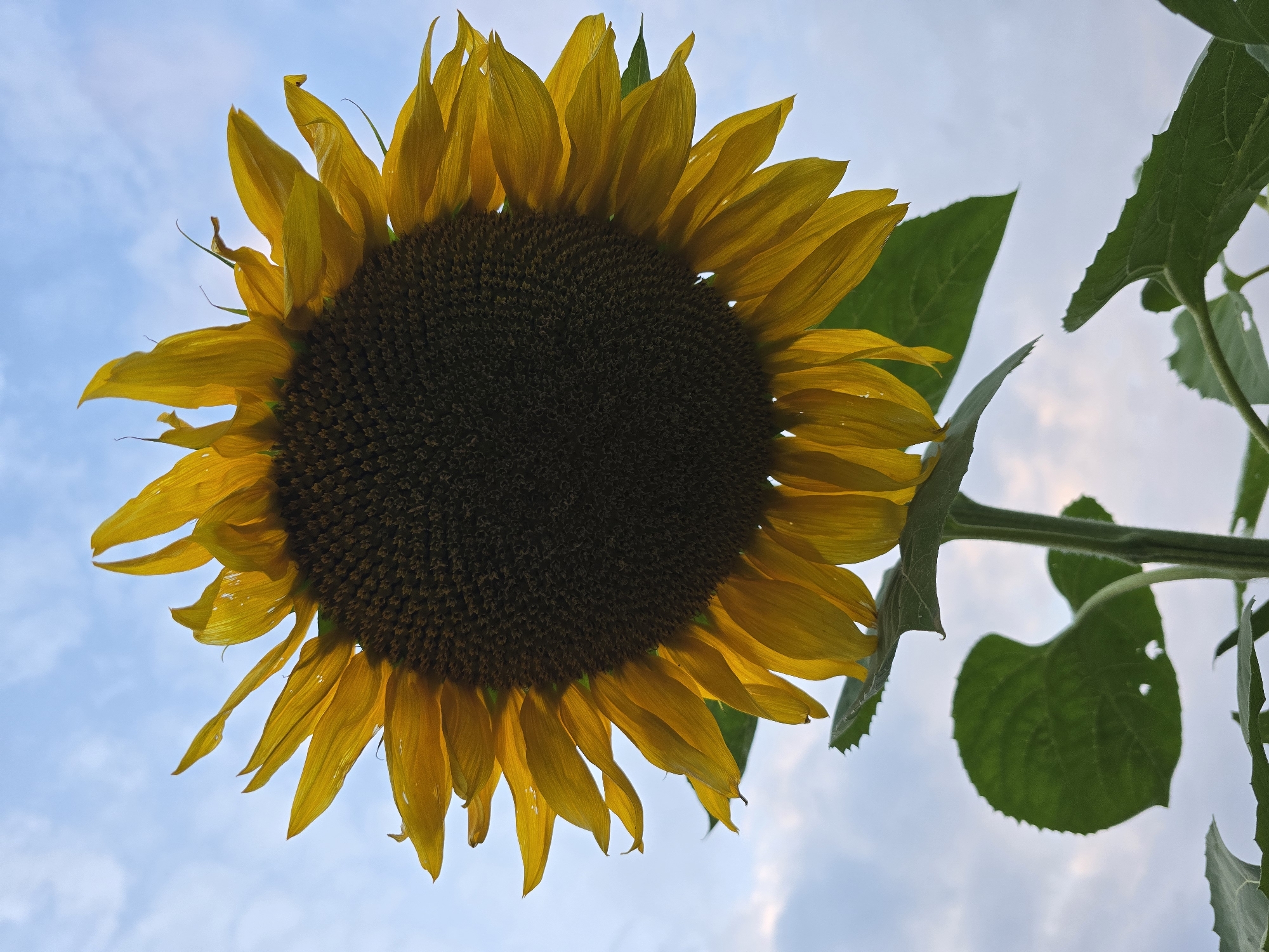A close-up, low-angle shot captures a single, large sunflower head against a pale blue, cloudy sky. The sunflower faces the viewer, its dark, seed-filled center dominating the frame. Bright yellow petals radiate outwards, some curved, others more pointed, catching the light and casting shadows. Water droplets are visible on some of the petals, suggesting recent rain or dew. The thick, green stem supports the flower, with two large, serrated green leaves visible below. The environment appears to be outdoors, possibly a field or garden, in Ермолаево, Russia. The overall impression is one of natural beauty and growth.