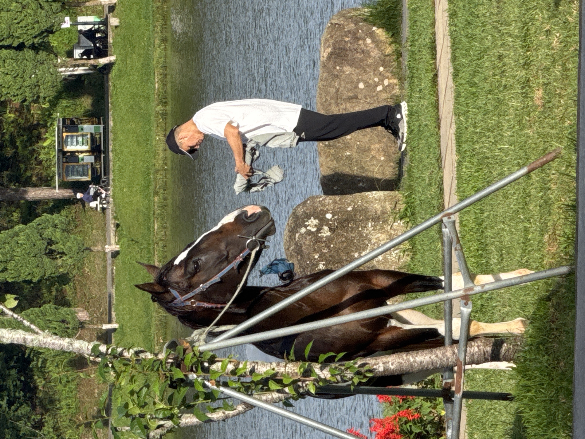 In Da Lat, Vietnam, a brown horse with a white blaze on its face stands tethered to a tree near a body of water. The horse is wearing a bridle and appears to be calm. Nearby, a man in a white t-shirt, black cap, and black pants is holding a grey garment. He is standing on a grassy area next to large rocks and a paved pathway. In the background, there is a green lawn, trees, and a vending machine stand with people on bicycles. The overall scene suggests a peaceful outdoor setting, possibly a park or recreational area in Da Lat.