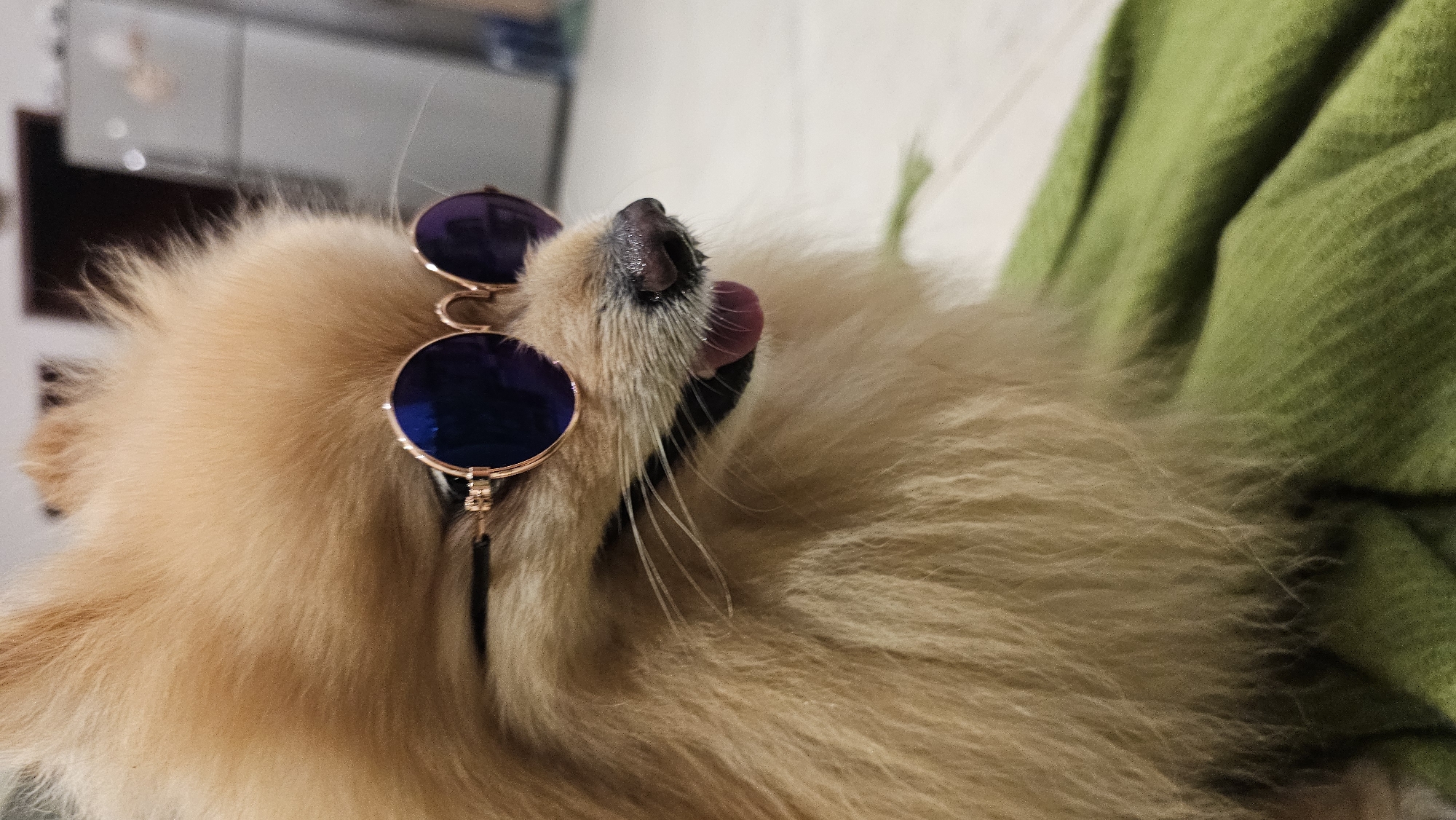 A close-up, vertical shot shows a Pomeranian dog wearing round, gold-rimmed sunglasses with dark lenses. The dog's fluffy, light brown fur fills most of the frame, with its head angled to the right. Its tongue is slightly sticking out. The dog is resting on a textured, green blanket. In the blurred background, a metallic appliance, possibly a refrigerator, is visible. The scene appears to be indoors.