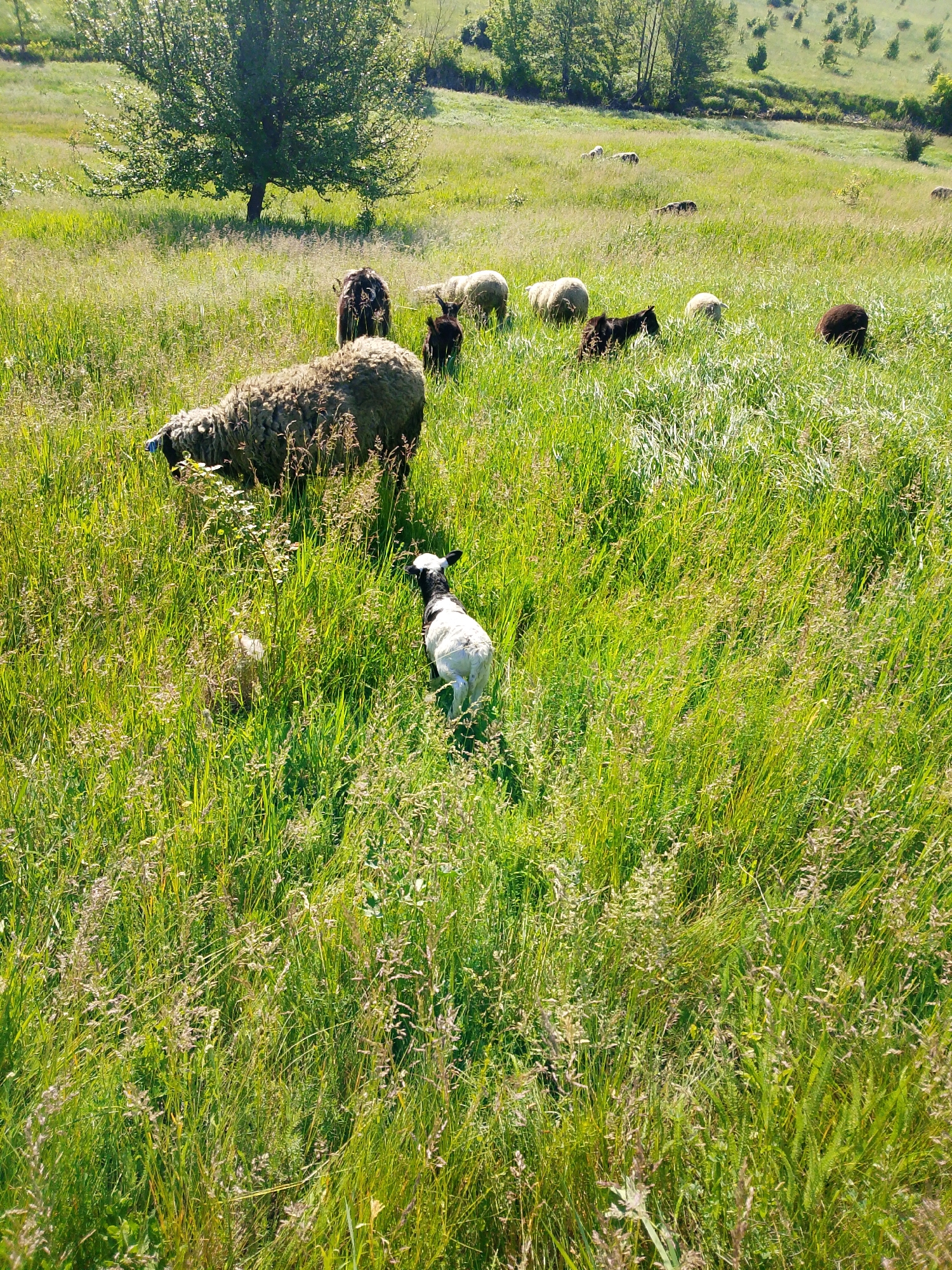 The image depicts a grassy field in Unknown, Unknown. A flock of sheep grazes in the tall grass, with a tree visible in the background. One black and white lamb stands prominently in the foreground, facing away from the viewer.