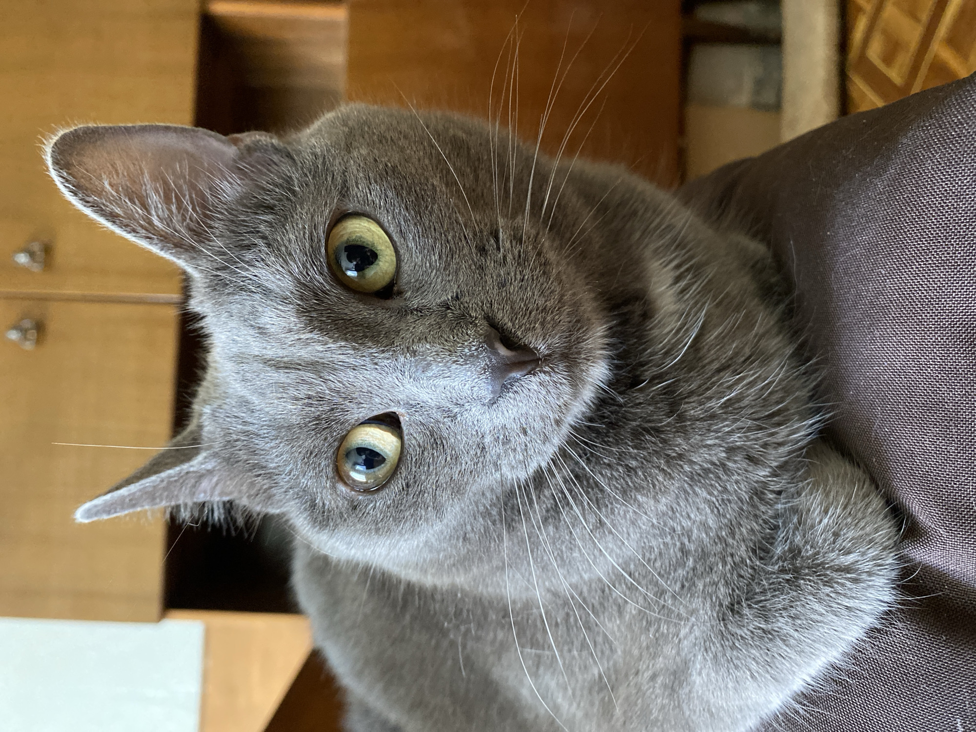 A close-up, eye-level, full-body shot shows a Russian Blue cat resting on a brown textured surface, likely fabric. The cat is facing forward, with its head tilted slightly. Its fur is a uniform grey, and its eyes are a striking yellow-green. Long white whiskers fan out from its muzzle. The background is blurred, but appears to be an indoor setting with wooden furniture. The lighting is soft and natural. The cat's posture is relaxed, suggesting it is comfortable and at ease.