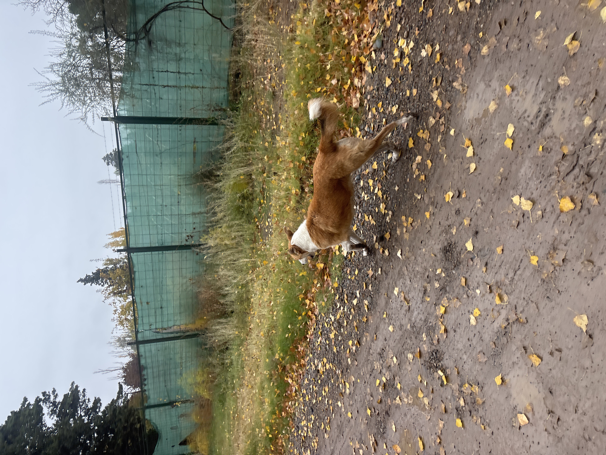 A medium-sized, brown and white dog with a bushy, white-tipped tail is walking to the left on a muddy path covered with yellow leaves. The path is bordered by a grassy area with more yellow leaves. A green mesh fence runs along the edge of the grassy area. Trees are visible behind the fence. The sky appears overcast. The photo was likely taken in Trelew, Argentina, but there are no specific indicators to confirm this location directly.