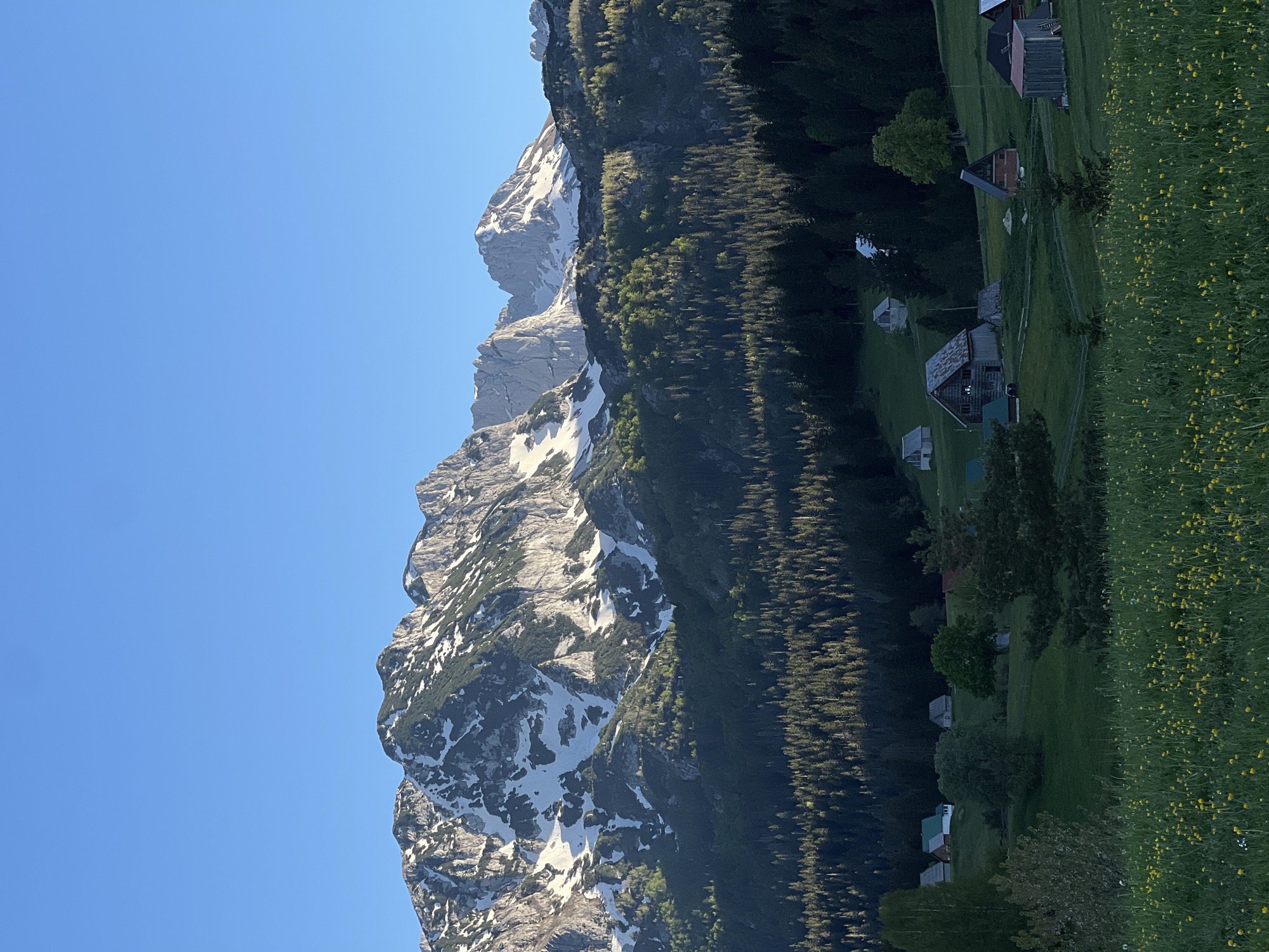The image depicts a mountain landscape in Pitomine, Montenegro. The left portion of the frame shows a mountain range with patches of snow. A dense evergreen forest covers the lower slopes of the mountain. The right side of the image reveals a green meadow dotted with yellow wildflowers and a few scattered houses. The sky above is clear and blue.
