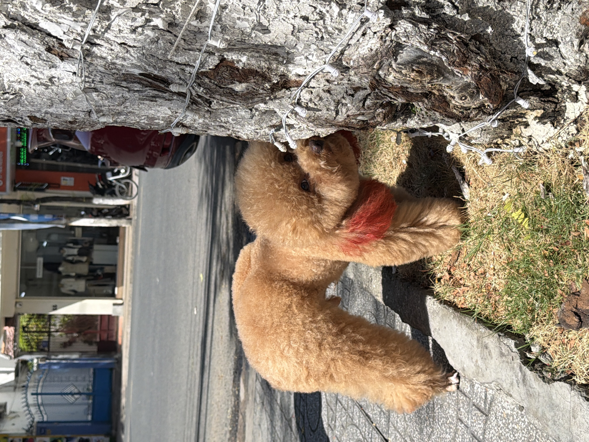 A fluffy, light brown poodle with a red scarf around its neck is sniffing a textured tree trunk in Nha Trang, Vietnam. The dog stands on a sidewalk with gray square tiles, next to dry grass and a curb. The tree is decorated with small white lights. In the background, a street with a red car, motorcycles, and storefronts can be seen. The scene appears to be on a sunny day.
