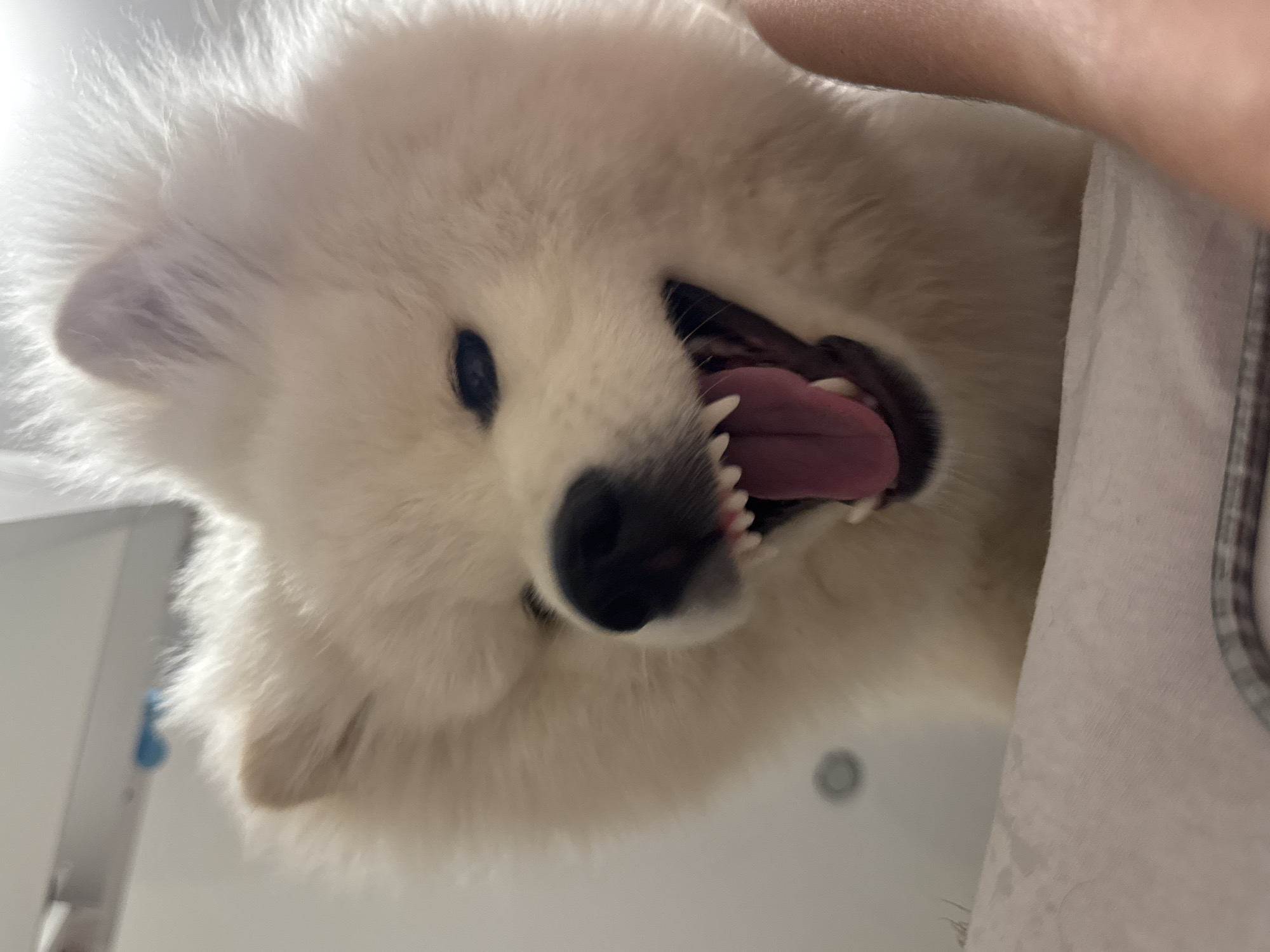 A low-angle shot focuses on a white Samoyed dog with its mouth open, revealing its pink tongue and white teeth. The dog's face is primarily white, with a black nose and a visible eye. Part of a person's arm and a light-colored garment are visible in the upper and right portions of the frame. The background is a blurry, light-colored wall. It is not possible to determine the location in the city of Chaikovsky, Russia, from the image.