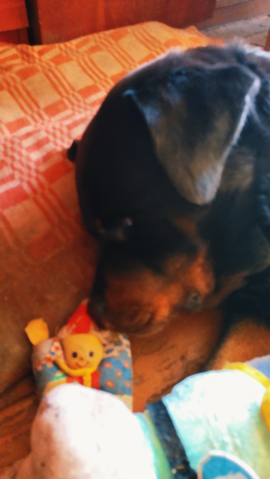 The image depicts a close-up, slightly blurry view of a black and tan dog resting on a red and white checkered surface, likely a blanket or bed. To the left of the dog, a small, colorful stuffed toy with a yellow face and a red hat is visible. The dog appears to be sleeping or resting its head, with its snout partially obscured by its paws. The background is softly focused, showing a reddish-orange surface, possibly furniture. The scene suggests an indoor domestic setting. No specific details about the city of Horishni Plavni, Ukraine, are discernable from the image itself.