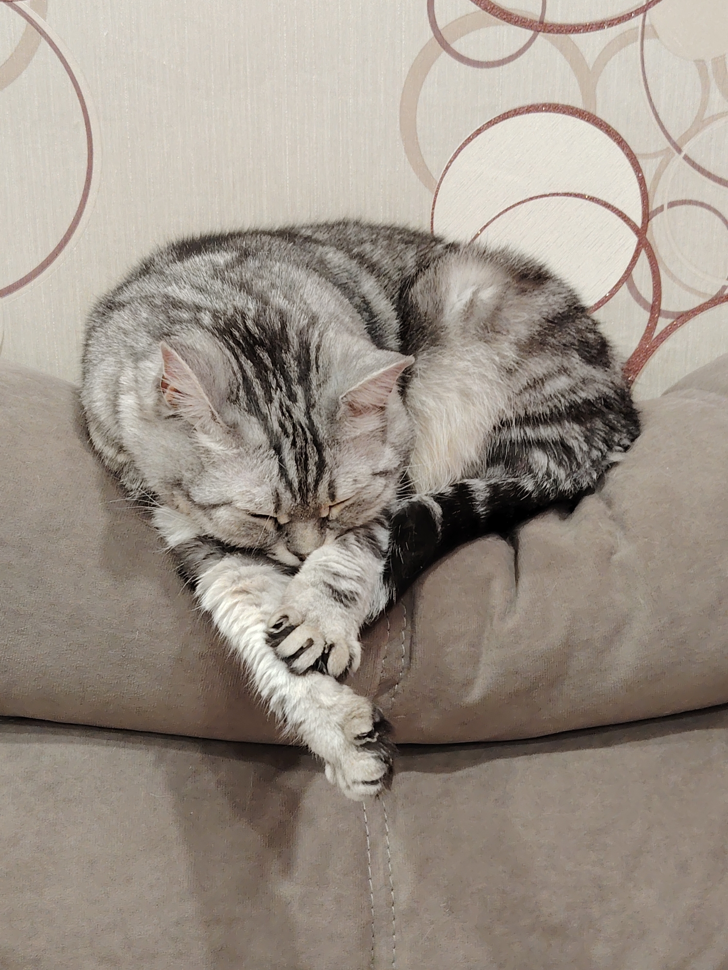 A close-up, indoor shot shows a sleeping, grey tabby cat curled up on a grey cushion. The cat's head is tucked into its paws, which are extended slightly over the edge of the cushion, revealing its claws. The cat's tail is curled around its body. The cushion is resting on a couch or chair. The background is a patterned wallpaper with beige and brown circles. The location is Unknown, Unknown.