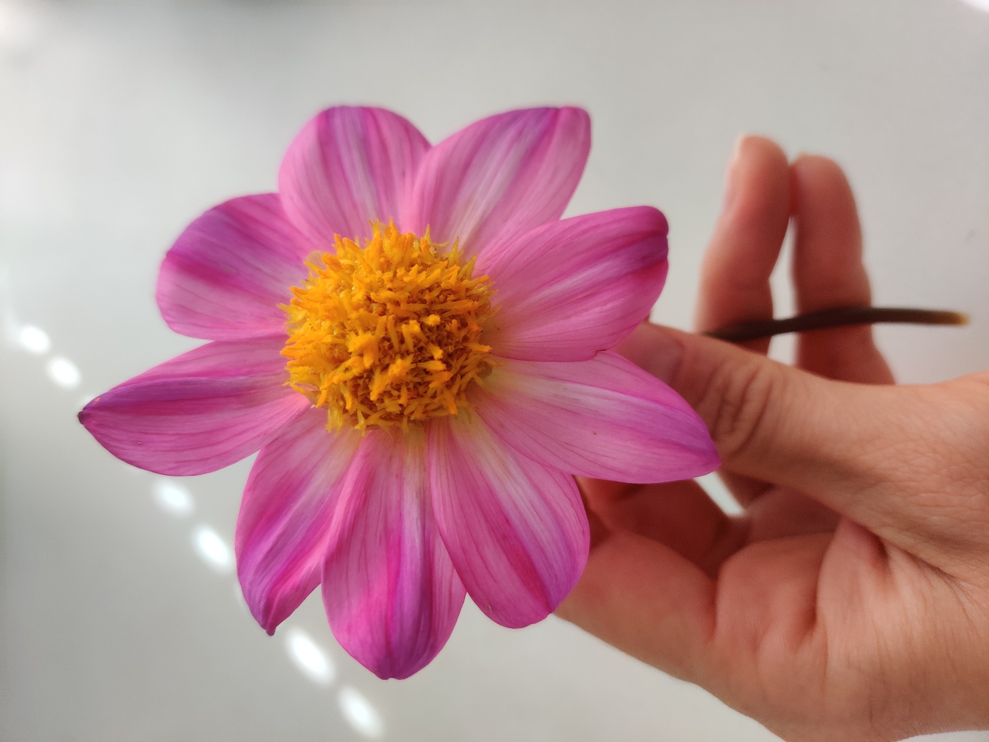 A pink dahlia with a yellow center is held by a person's hand against a white background. The flower's petals are elongated and have delicate white stripes running through them. The background shows a pattern of diffused light, possibly from a window. The image does not depict any identifiable landmarks or settings within the city of Yekaterinburg, Russia.