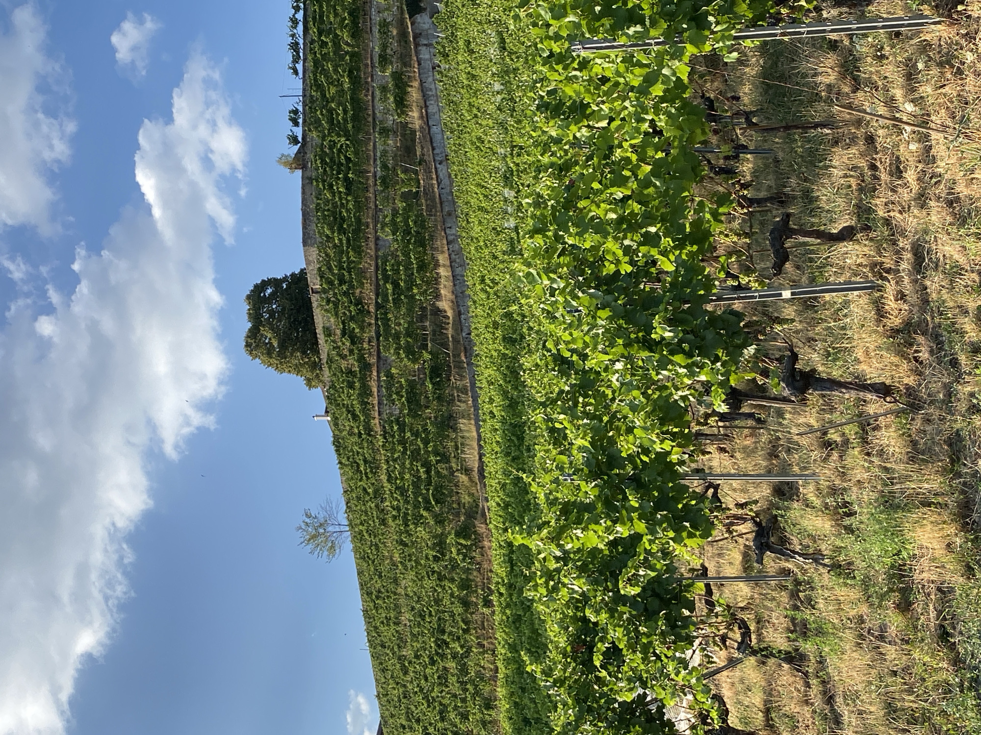 The image depicts a terraced vineyard on a sunlit hillside under a blue sky with scattered white clouds. The foreground shows rows of lush green grapevines with some dry, yellowed grass and a few bare, gnarled vine trunks. The middle ground features more rows of grapevines, also vibrant green, ascending the slope. The background reveals further terraced vineyards, with stone retaining walls creating the distinct levels. A lone tree stands atop the hill, and a larger, fuller tree is visible on a higher terrace with a stone wall. A white chimney or structure can be seen peeking above the foliage on the far right of the background. The overall scene suggests a rural, agricultural landscape, likely in the Bôle, Switzerland area, known for its vineyards.