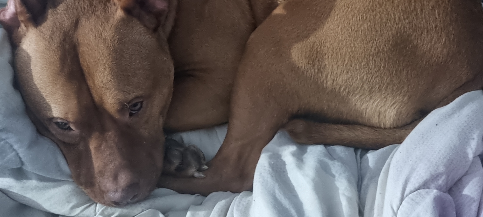 A large, reddish-brown dog, resembling a pit bull, is shown curled up and resting on a white or light-colored blanket or bed sheet. The dog's head is laid down, and a gentle shadow extends across its face, partially obscuring one of its eyes. Its other eye is visible and appears calm. Tucked closely under the dog's front paw is a small, grey, furry animal, which appears to be a baby rodent, possibly a hamster or mouse pup, sleeping soundly. The dog's paw is gently curved around the tiny creature, creating a sense of protection and tenderness. The dog's short, smooth fur is visible, as is the soft fur of the small rodent. The scene suggests an indoor setting, likely a bed or comfortable resting spot. The image conveys a peaceful and unusual interspecies companionship. There is no visible text.