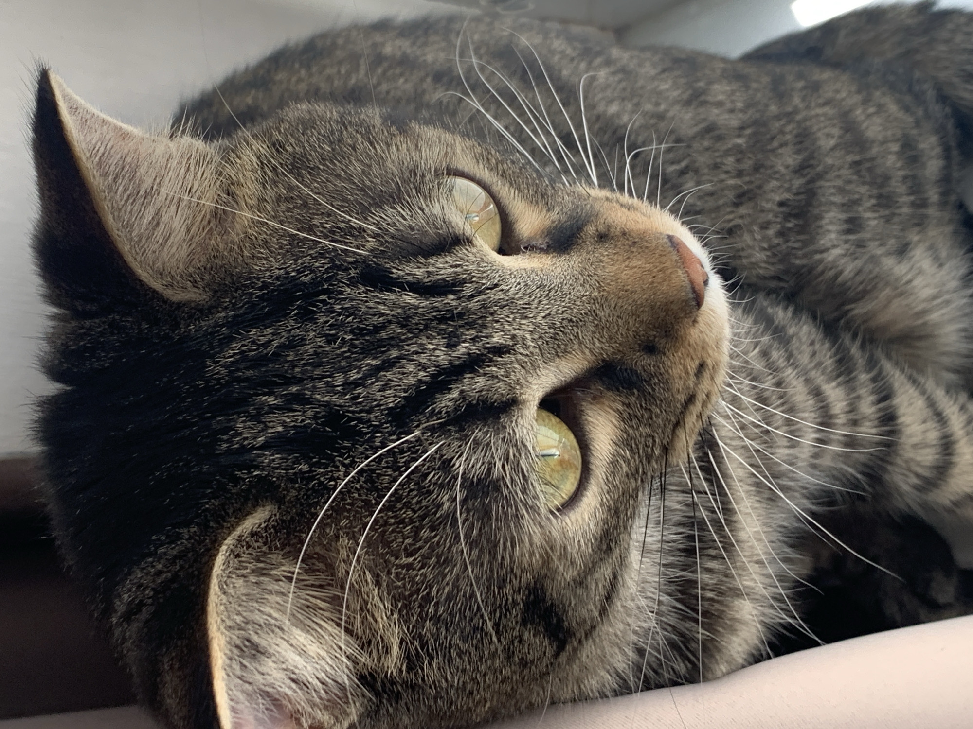 A close-up, angled shot captures the head and upper body of a domestic tabby cat. The cat is lying down, looking upwards and to the right with its bright, olive-green eyes, which reflect a light source, possibly a window. Its fur displays the characteristic striped pattern of a tabby, a mix of brown, grey, and black tones. Prominent white whiskers fan out from its muzzle. One ear is visible at the top left, showing lighter, pale fur on its inner surface. The lighting is bright, highlighting the texture of the fur and the cat's features. The background is softly blurred, hinting at an indoor setting, and a light-colored surface is visible at the bottom right, where the cat appears to be resting. The overall impression is one of calm and peaceful observation. There is no visible text in the image.