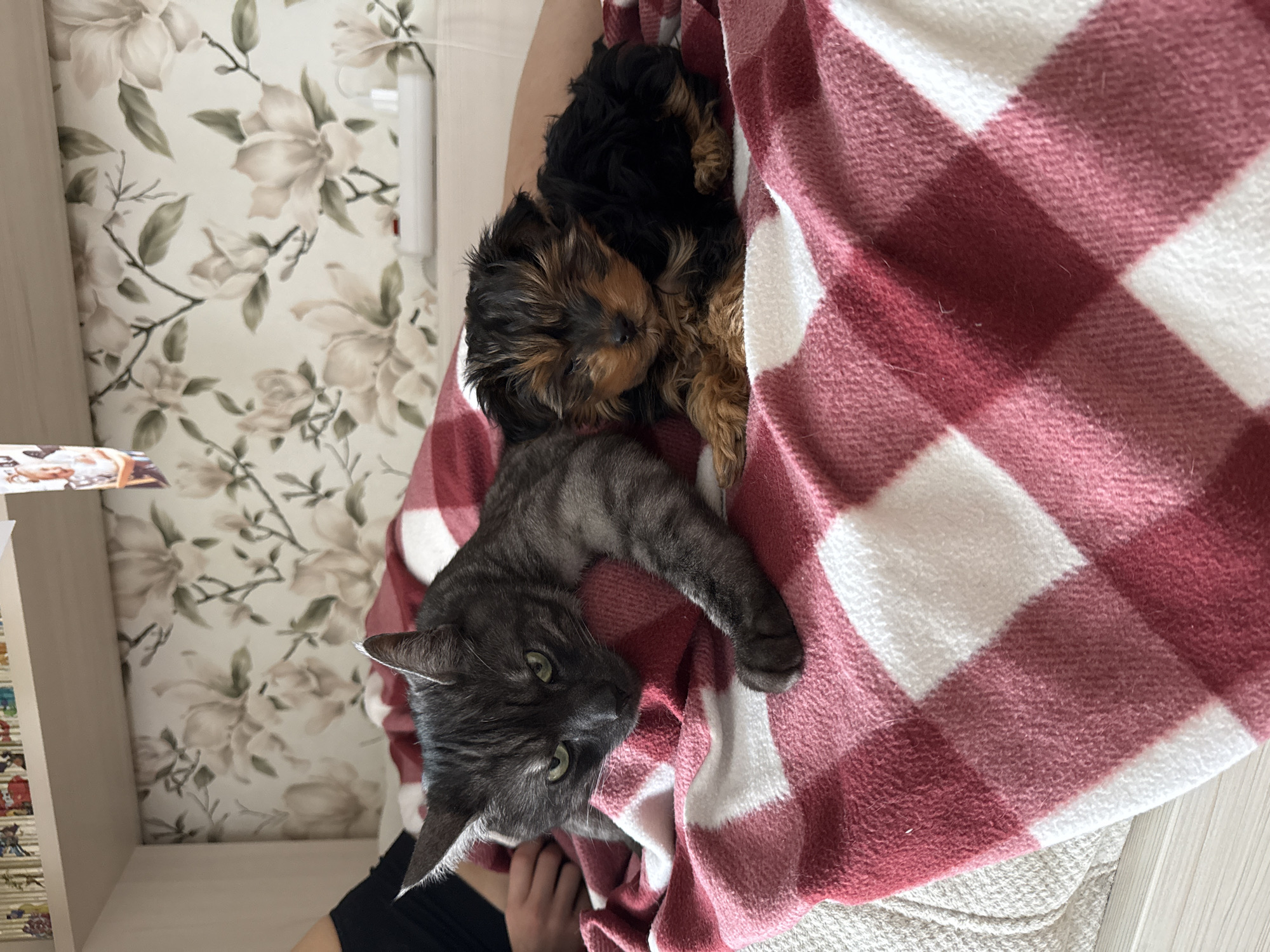 The image depicts a person's lap covered with a red and white checkered blanket. A gray cat is lying on the blanket, looking up with its green eyes. A small, brown and black Yorkshire Terrier puppy is also lying on the blanket, nestled next to the cat. The background includes a wall with floral wallpaper and a bookshelf with books and photos. The location is Unknown, Russia.