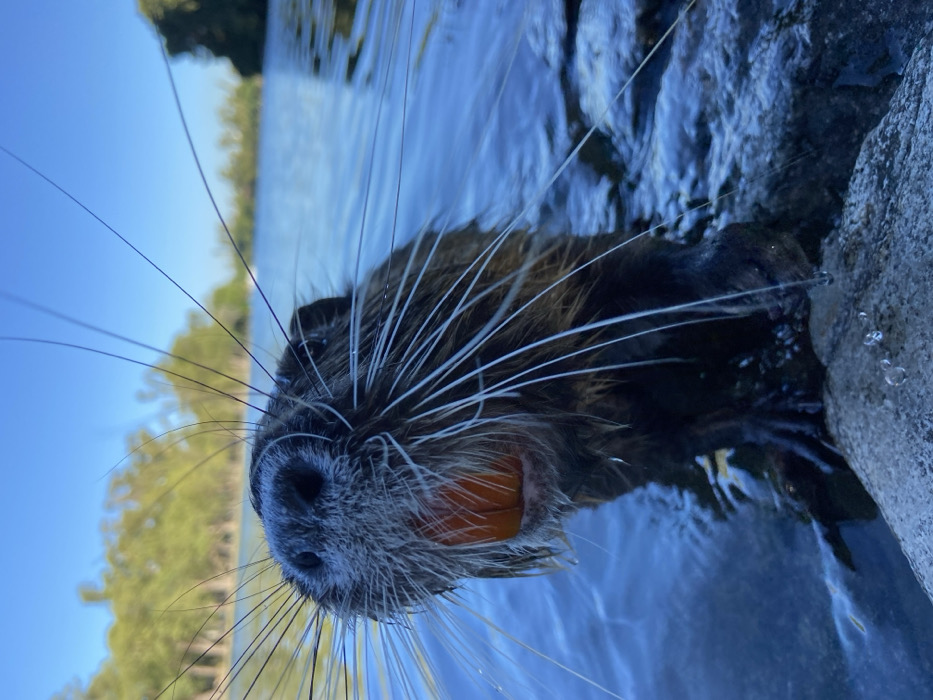 A close-up shot features a nutria in water, partially submerged with its head above the surface. Its snout is textured with gray fur and numerous whiskers. An orange object is held in its mouth. The water around the nutria reflects the blue sky and some greenery in the distance. A rock is visible to the right, with water droplets clinging to its surface. The perspective is slightly angled, giving a direct view of the animal's face.