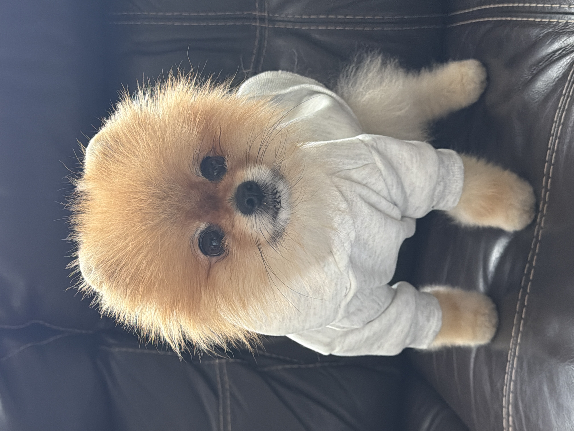 A Pomeranian dog wearing a gray shirt is lying on a dark brown leather couch. The dog is tan with white fur around the paws and face. The couch has visible stitching. The image does not appear to be related to the city of Khimki, Russia.