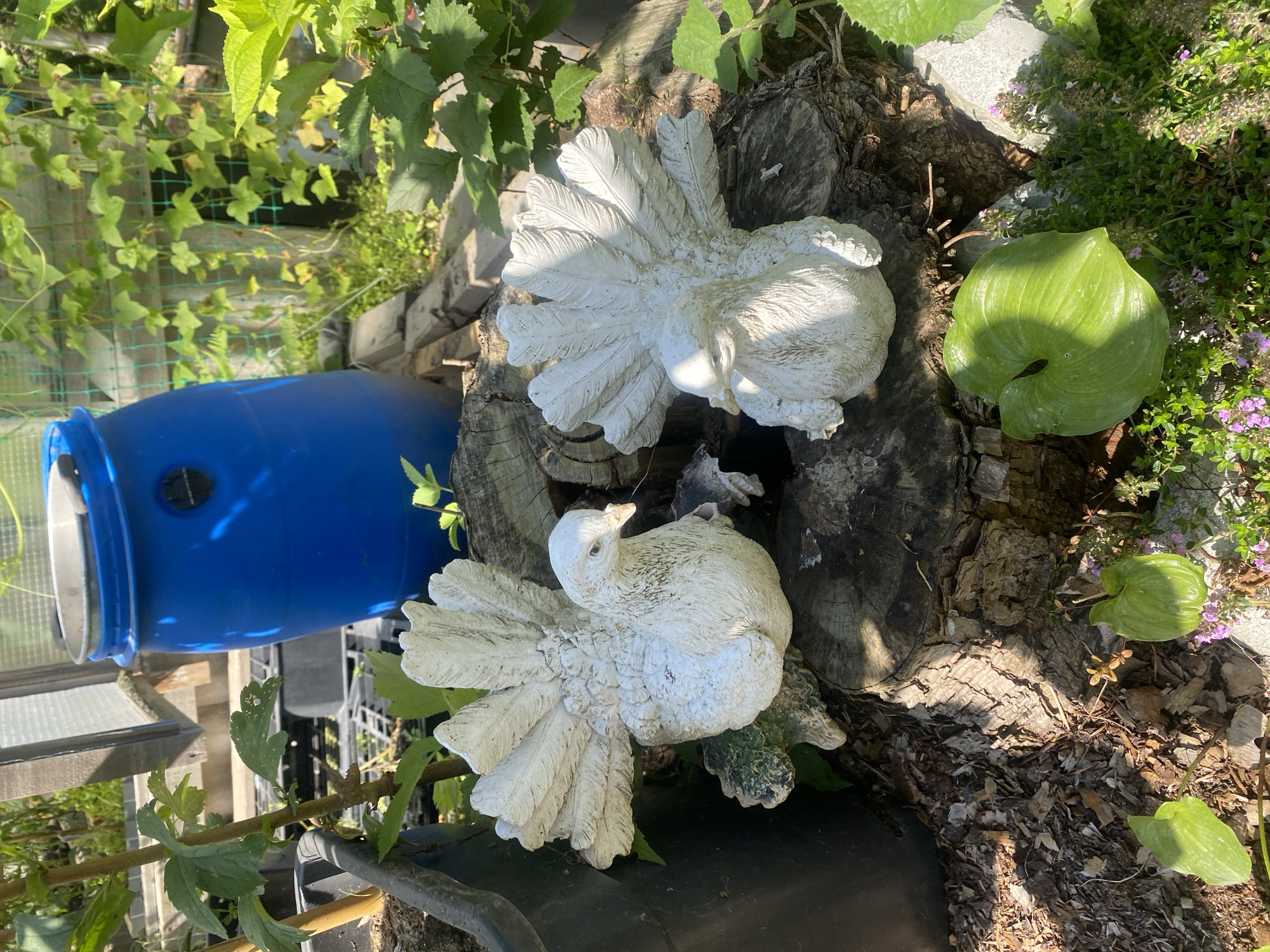 An outdoor scene in what appears to be a garden or greenhouse setting. In the foreground, two white, decorative bird statues are perched on tree stumps. The bird on the left is facing to the right, and the bird on the right is facing to the left. Both birds have their tails fanned out. Behind the statues, a large, blue plastic barrel is visible, with green plants and foliage growing around it and in the background. Some of the plants are climbing on a green mesh fence. The ground is covered with mulch and scattered leaves. The lighting suggests a sunny day. The location is identified as Tret'ya Pad', Russia. There are no people or animals present in the image.