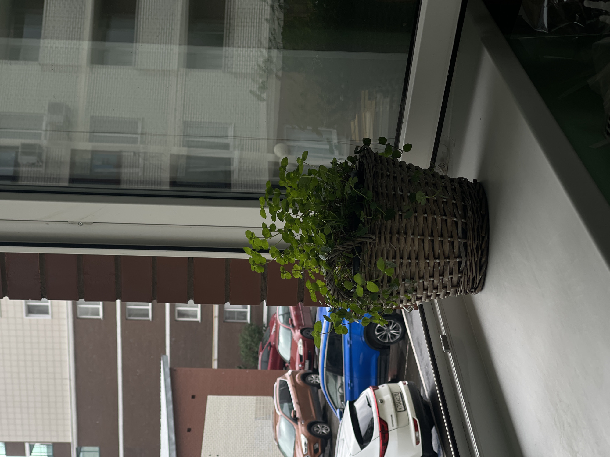 A potted plant with lush green leaves sits on a white windowsill, casting a shadow. The plant is in a woven basket. Through the window, several cars are visible parked on a street outside. Two buildings are also visible, one with a brown brick facade and another with a lighter, possibly concrete facade. Reflections of the buildings and the sky are visible on the windowpane. The scene appears to be set in an urban environment.