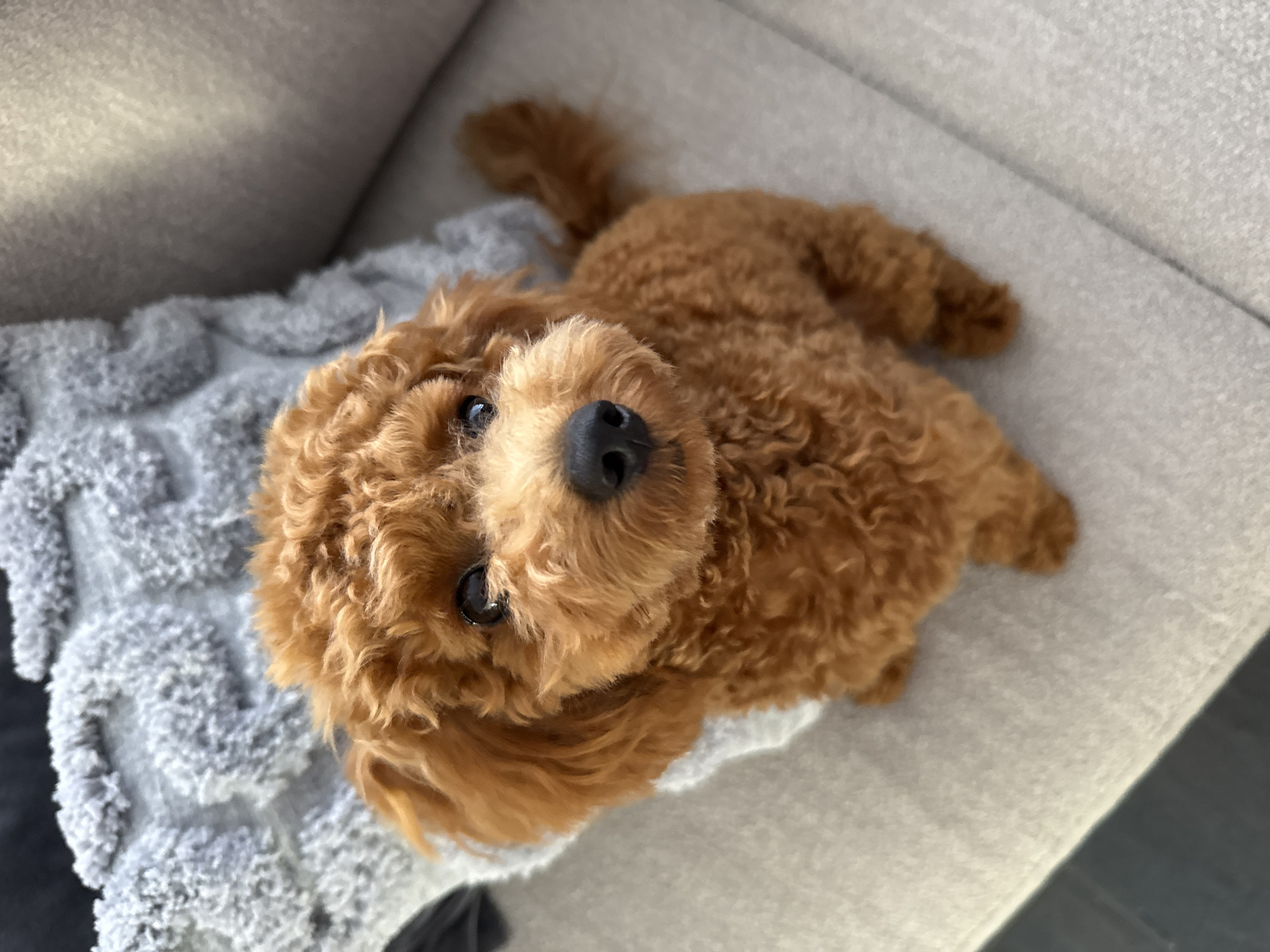 A light brown toy poodle puppy with curly fur sits on a light-colored couch. The puppy is facing the camera with its head slightly tilted. In the background, a grey textured cushion is visible. The overall setting appears to be an indoor living space. There is no information in the image to suggest a location in Marum, Netherlands.