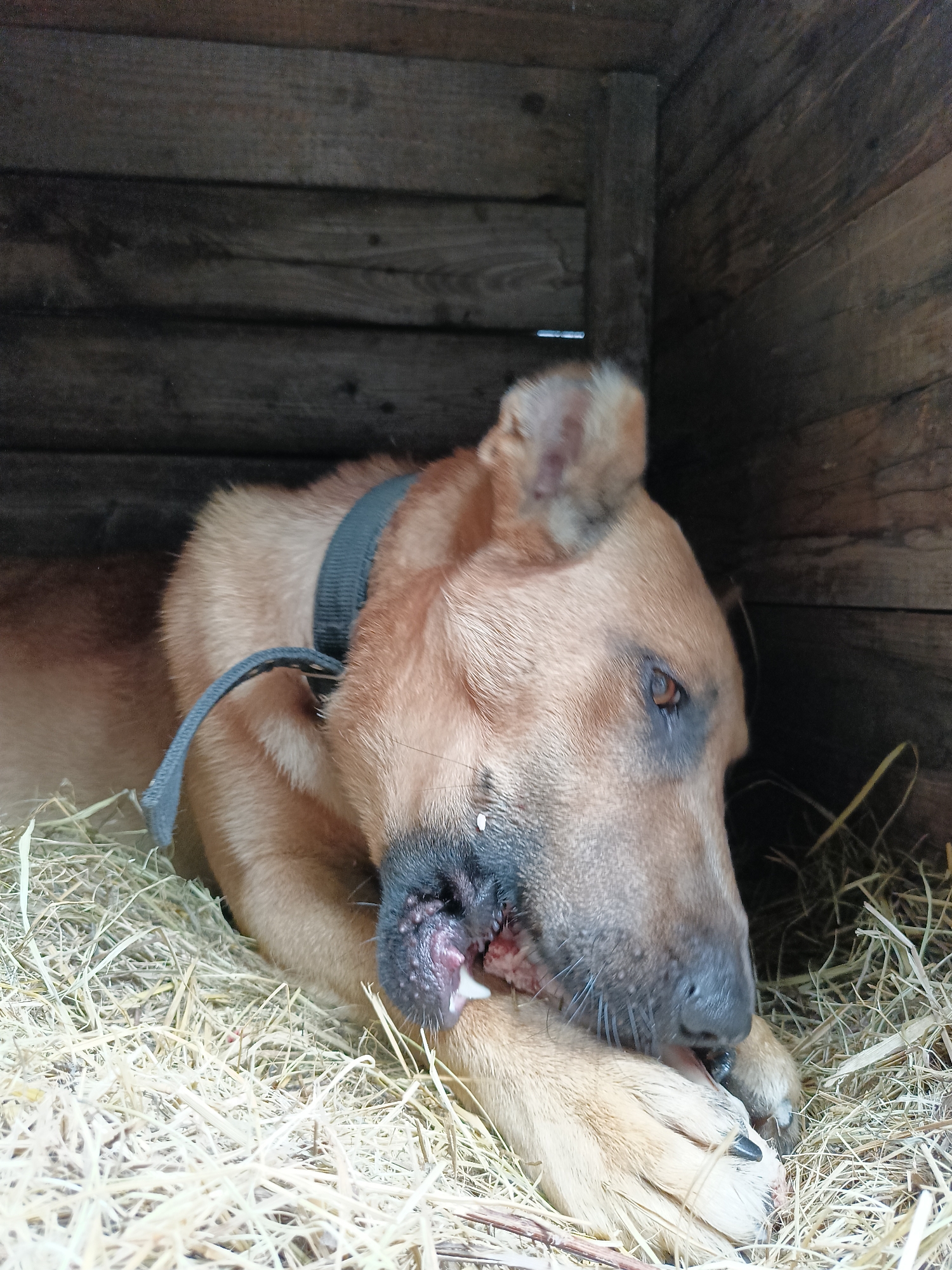 A medium-sized, light brown dog with a black collar is lying in a wooden doghouse filled with straw. The dog's muzzle area appears to be injured, with exposed tissue and some white material visible. The dog's right eye is open and looking to the side, with dark markings around it. The doghouse walls are made of dark, weathered wooden planks. The scene is located in Lagovskoe, Russia.