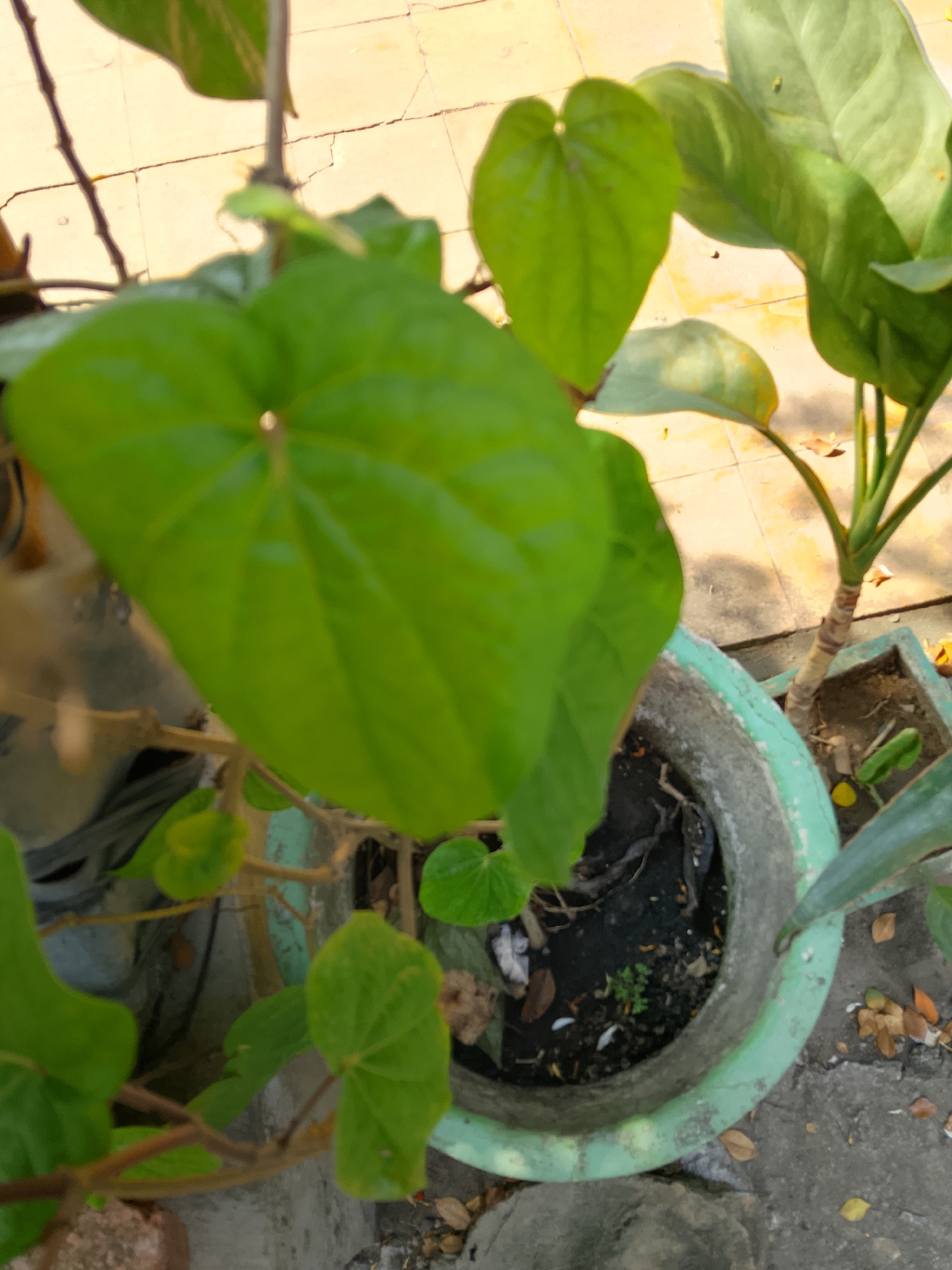 The image shows a close-up of a green plant with heart-shaped leaves growing in a circular concrete pot. The pot is light green and is placed on a textured, light-colored surface, possibly a tiled floor. The plant has thin, brown stems and its leaves are vibrant green. In the background, there are more plants and a light-colored, cracked tiled surface. The overall lighting suggests an outdoor environment, possibly a garden or patio. There are no people or animals visible in the image. The scene is static and depicts a portion of a plant in a pot. The location is identified as Padangan, Indonesia.