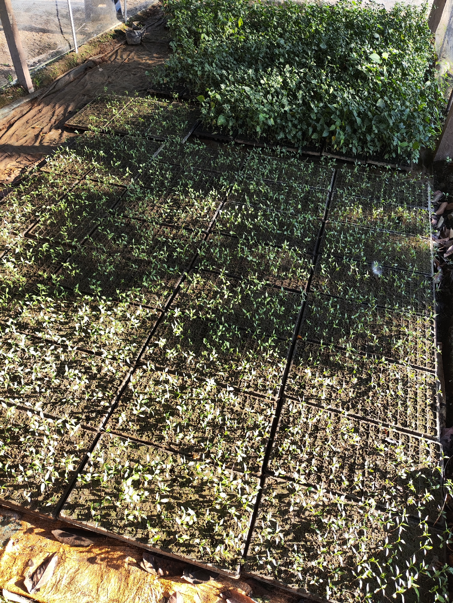This is an outdoor, high-angle photograph of a nursery bed filled with young seedlings, likely located in Jakarta Baru, Indonesia. The seedlings are planted in rectangular, compartmentalized trays, arranged in rows on dark soil. Sunlight casts dappled shadows across the trays, indicating it is daytime. In the background, a dense mass of larger, green plants is visible, suggesting a more mature cultivation area or a natural vegetation border. The overall scene depicts a controlled environment for plant growth, possibly a greenhouse or an open-air nursery. There are no people visible in the frame.