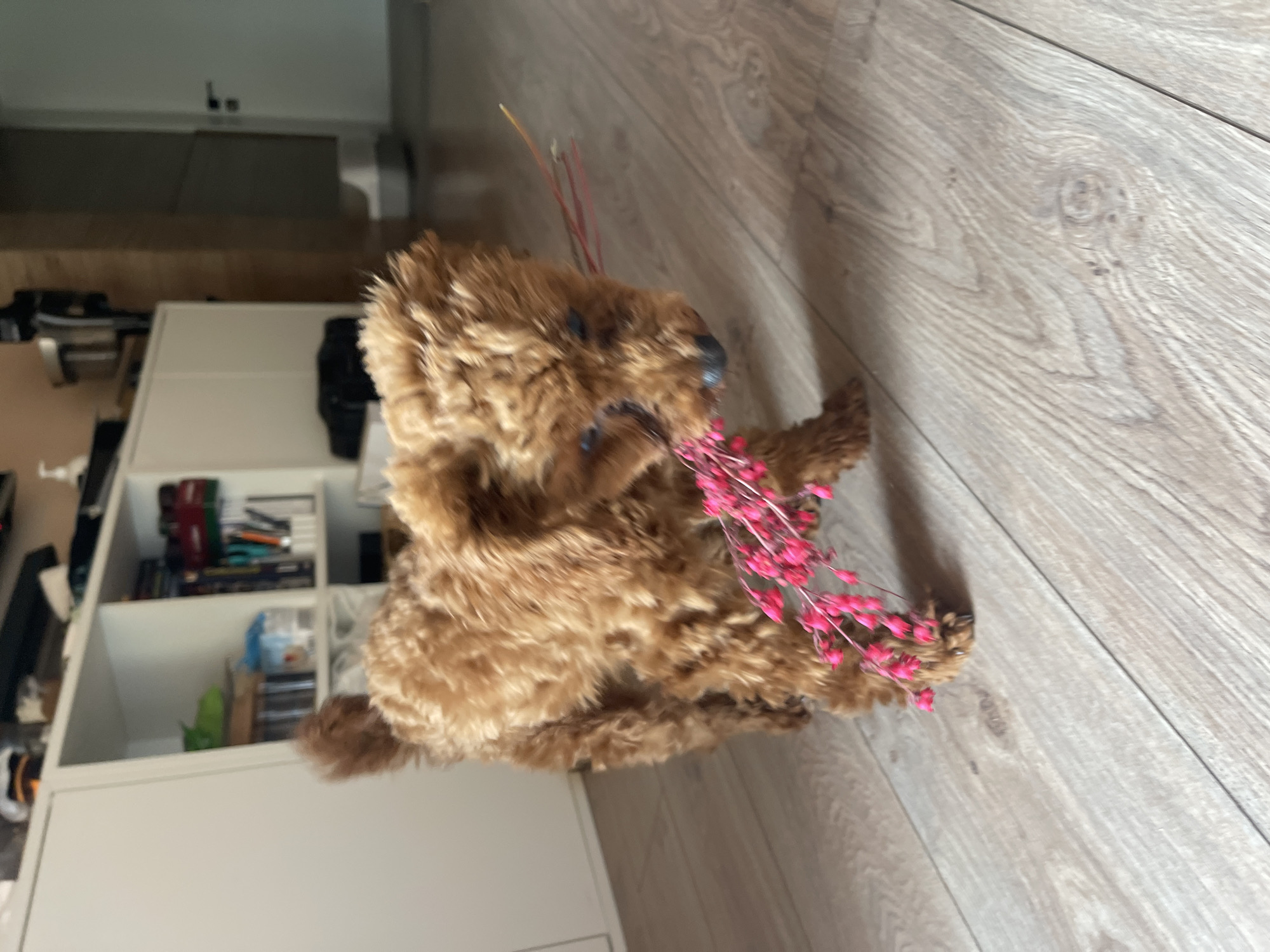 The image shows a brown toy dog lying on a wooden floor. The dog is holding a bunch of small pink flowers in its mouth. The background shows a white cabinet or shelving unit against a wall. The location is not identifiable as Sofia, Bulgaria, based solely on the visual information provided.