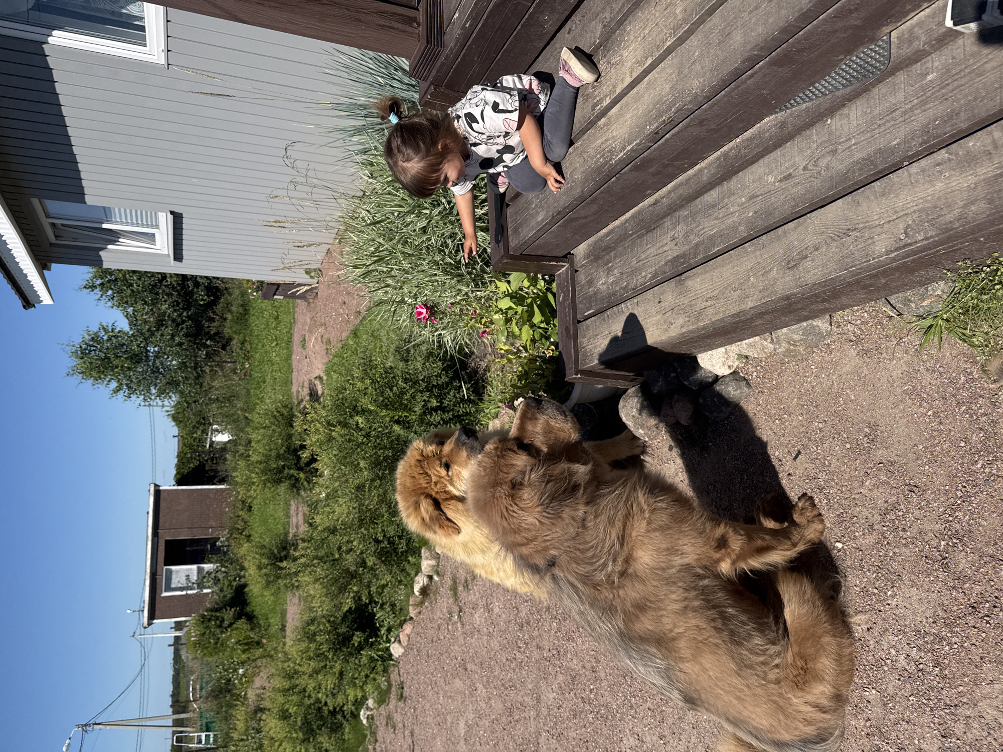 This image depicts a rural scene in Kempelevo, Russia. Two large, fluffy dogs, one with golden fur and the other with brown fur, are in the foreground, looking to the right. A young child with a ponytail, wearing a dark t-shirt with white graphics and dark leggings, is sitting on a wooden porch to the right of the dogs. The child is pointing at a pink flower in a garden bed. Behind the dogs and child, there is a grey wooden house with white trim and windows, and a smaller brown shed in the distance. The ground is covered in gravel and green vegetation. The sky is clear and blue.