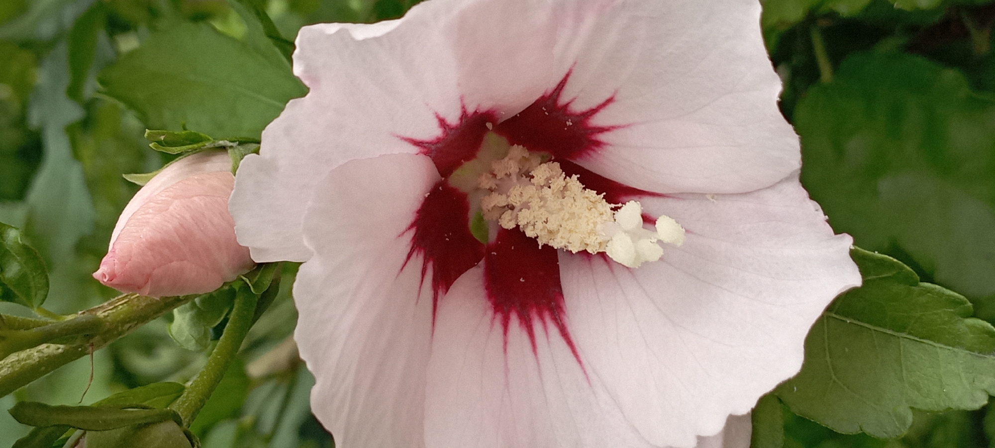 This image is a close-up, outdoor, vertical shot of a light pink hibiscus flower with a deep red center and prominent yellow stamen. A pink hibiscus bud is visible in the upper left quadrant, unfurled petals fill the majority of the frame, and green leaves and stems provide a natural backdrop. The scene appears to be in a garden or natural setting in Radisne, Ukraine. There are no people, actions, or interactions depicted.