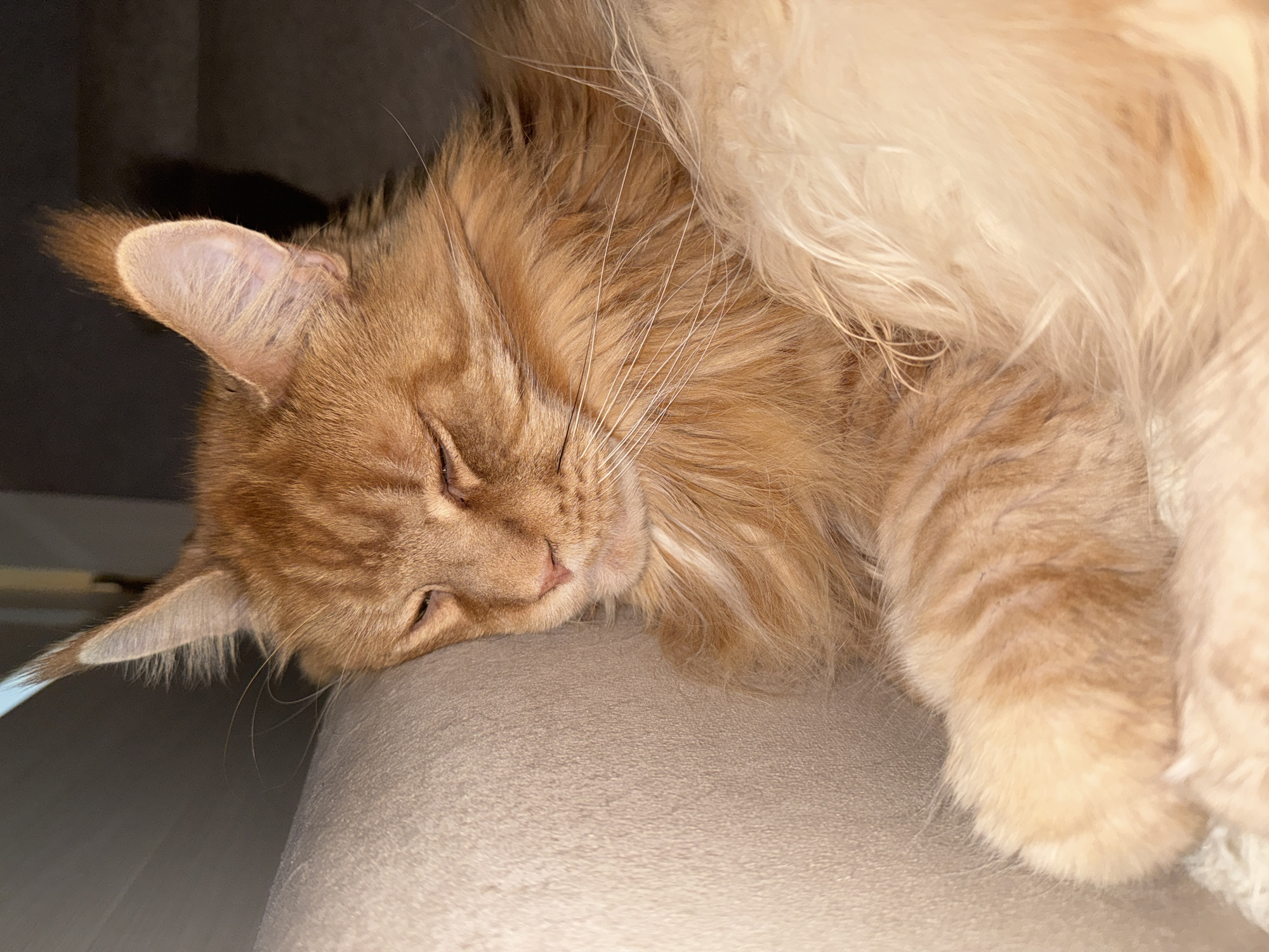 A close-up, eye-level shot shows a ginger-colored Maine Coon cat sleeping on a soft, textured surface. The cat is positioned on the right side of the frame, with its eyes closed and its head resting on a light-colored cushion or blanket. The cat's fur is thick and fluffy, with distinct tabby markings visible on its forehead and paws. Its ears are large and pointed, with tufts of fur at the tips. The background is dark and out of focus, suggesting an indoor environment. There is no discernible context to place this scene within the city of Жмураўскі сельскі Савет, Belarus.