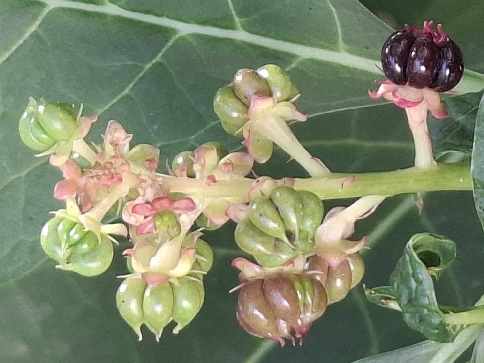 The image shows a close-up of a plant with developing fruits and one ripe, dark purple berry with white speckles. The plant has a central green stem with multiple clusters of green, rounded fruits, some appearing slightly brown or reddish. Small pinkish-red flower remnants are visible among the fruits. The background is a blurred, dark green leaf. This image was taken in Almaty, Kazakhstan.