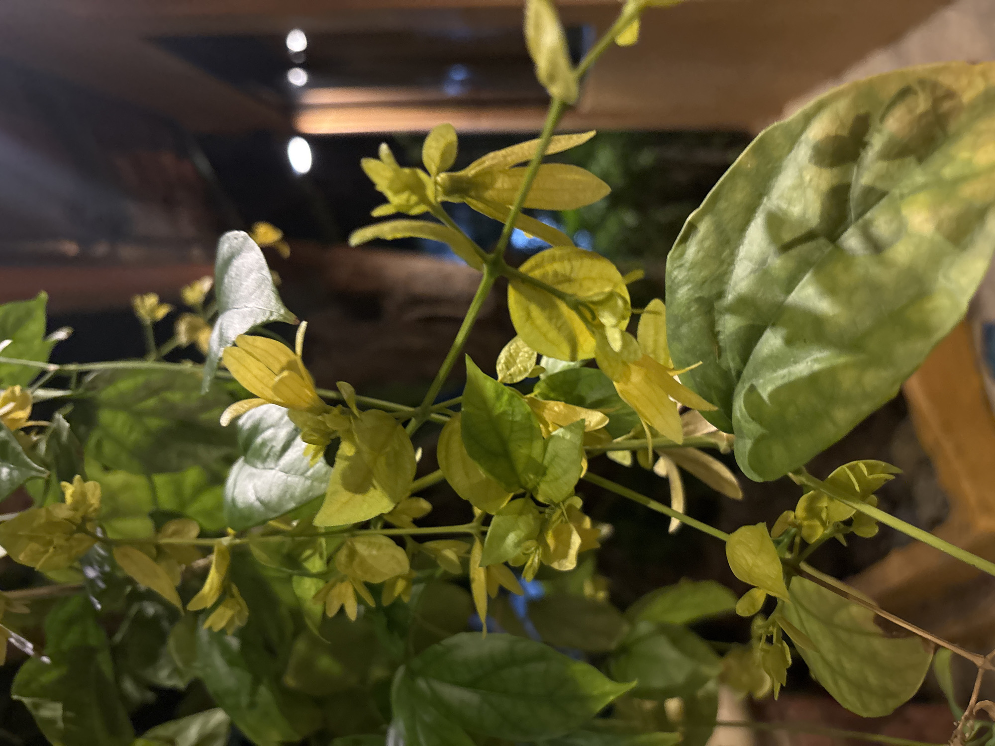 A close-up, vertical, eye-level shot captures a vine with vibrant green leaves and delicate yellow flowers, set against a softly blurred background. The vine's stems are thin and green, supporting oval-shaped leaves with prominent veins. Small clusters of bell-shaped yellow flowers, with prominent stamens, hang from the stems. Some leaves display slight yellowing or browning, suggesting natural aging. The background is composed of dark, out-of-focus elements, including what appear to be wooden structures and distant, glowing lights, hinting at an outdoor setting, possibly a garden or patio at dusk. The lighting is dim, with the yellow flowers and parts of the leaves illuminated, creating a warm glow. There are no people or animals visible in the frame. The scene is peaceful and natural, focusing on the intricate beauty of the plant. The location is Chalong, Thailand.