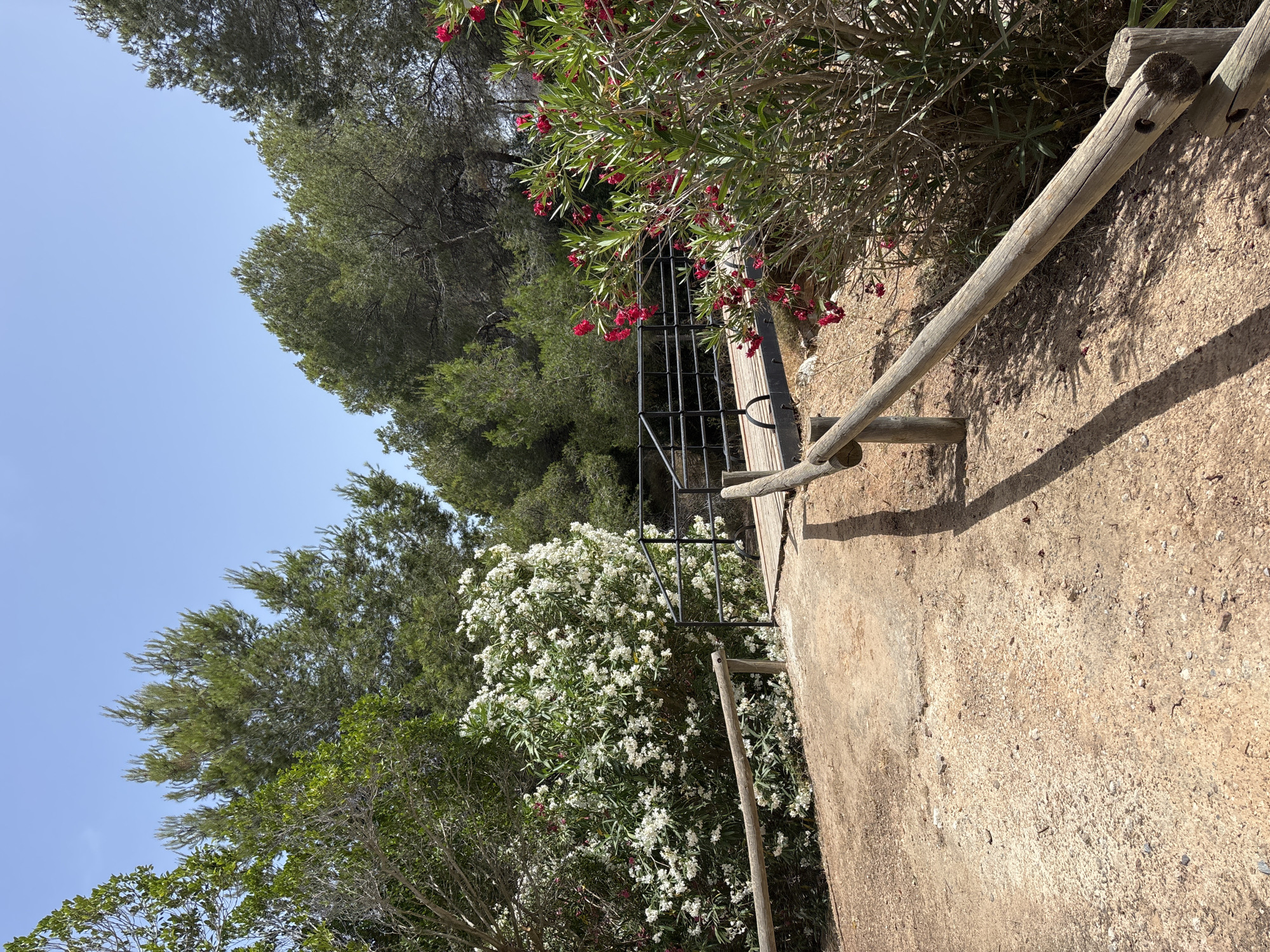 This media file captures a sunlit outdoor scene with a clear blue sky. The foreground is dominated by a textured, sandy path and a rustic wooden railing, suggesting a trail or elevated walkway. The railing, made of rough-hewn logs, casts a sharp shadow on the path, indicating a bright, sunny day.
Behind the railing, a lush green landscape unfolds, featuring various types of trees and flowering bushes. To the left, tall, dark green trees, possibly pines, form a dense canopy against the sky. In the center and right, a vibrant display of white flowers, likely oleander, blooms profusely, interspersed with branches of red flowers from a separate shrub. A dark metal railing, part of a gate or fence, is partially visible amongst the foliage, hinting at a more structured area within the natural setting.
The overall atmosphere is serene and natural, evoking a sense of being in a park or a hiking trail in a warm climate. The image appears to be taken in Orihuela, Spain, a region known for its Mediterranean climate and vegetation. The time of day is likely midday or early afternoon, given the strong sunlight and distinct shadows. There is no visible text in the image.
