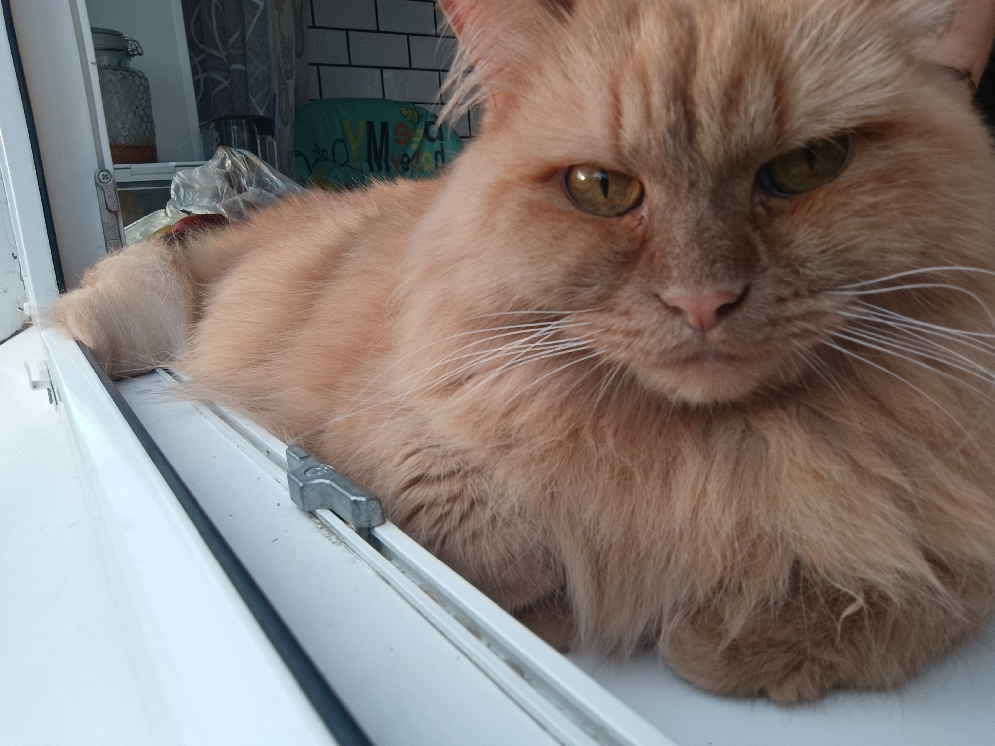 An orange tabby cat with fluffy fur is lying on a white windowsill. The cat's eyes are open and looking towards the camera. In the background, there are some items on a shelf, including a glass jar and what appears to be a teal-colored bag with writing on it. The windowsill has a metal latch on it. The location is identified as Chaikovsky, Russia.