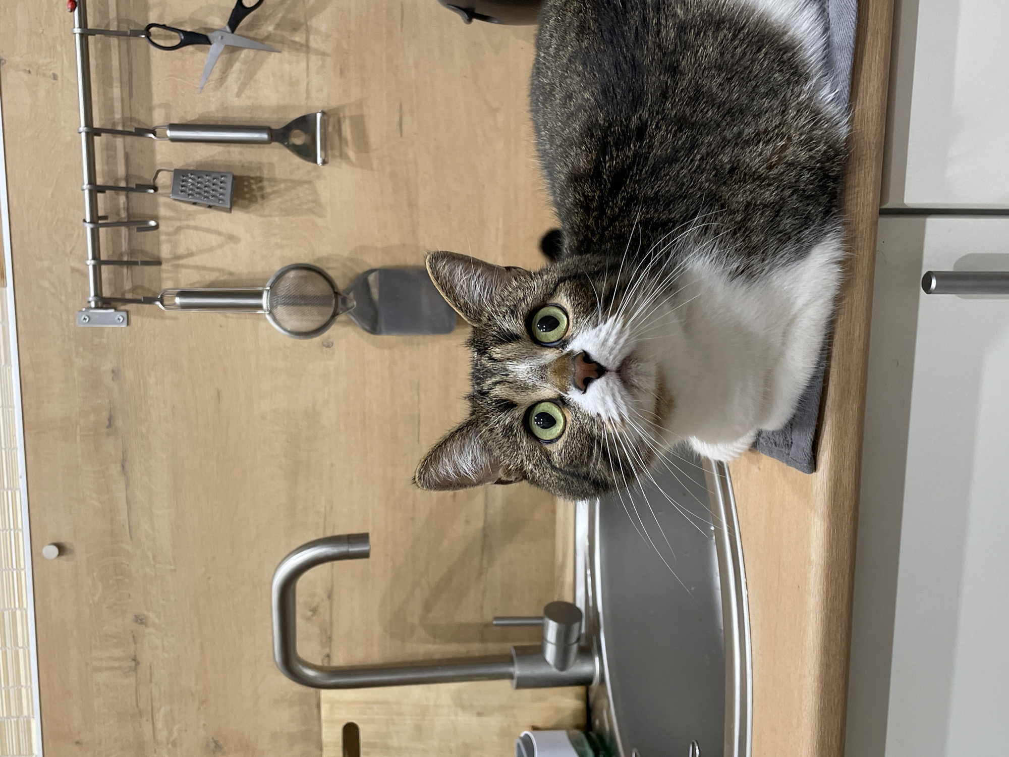 The scene is a domestic kitchen located in Izhevsk, Russia. A tabby and white domestic short-haired cat is positioned on a grey fabric mat resting on a light-colored wooden countertop. The cat's fur is primarily striped brown, grey, and black on its back, head, and ears, with white fur covering its chest, belly, and muzzle. It possesses distinct green eyes with dilated pupils, a pink nose, and prominent white whiskers. The cat's body faces towards the right, while its head is turned towards the viewer, exhibiting an alert and focused expression.
To the left of the cat, a stainless steel kitchen sink is partially visible, featuring a modern silver-toned gooseneck faucet with a single-lever mixer. Behind the sink, a light-colored wooden cutting board stands upright, and a white and green dispenser or container is present. The backsplash directly behind the countertop matches its light wood-grain finish. A silver-colored metal rail with six hooks is mounted on the backsplash. From left to right, a silver metal mesh strainer, a small silver metal box grater, a silver metal spatula/turner, and a pair of black-handled kitchen scissors hang from these hooks. Above the backsplash, a light-colored horizontal blind or shutter is visible at the top edge of the frame. The lower portion of the image reveals white kitchen cabinets equipped with silver bar handles.