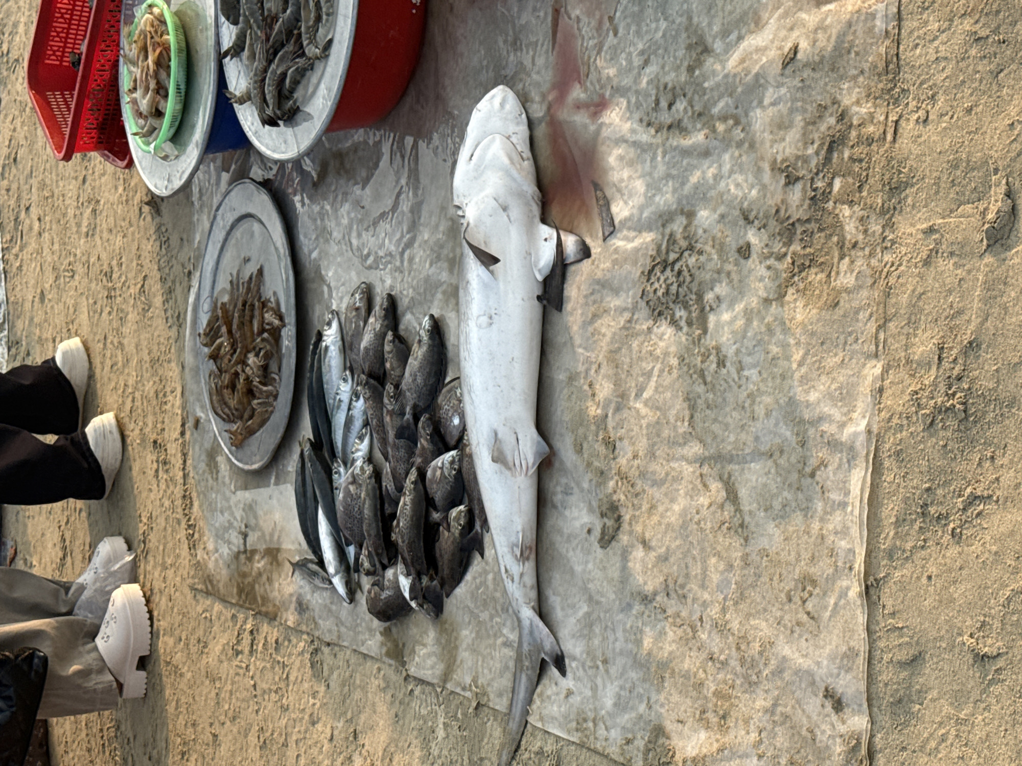 This is an outdoor scene, seemingly at a seafood market near the beach in Đà Nẵng, Vietnam. There are several types of seafood for sale, including a large shark, a variety of smaller fish, and shrimp or prawns displayed on metal trays and in plastic baskets. The seafood is laid out on a light-colored sheet on the ground. Parts of two people are visible, one wearing black pants and white shoes and another wearing light grey pants and white platform shoes. The ground is a mix of sand and possibly pavement. The lighting suggests it is daytime.