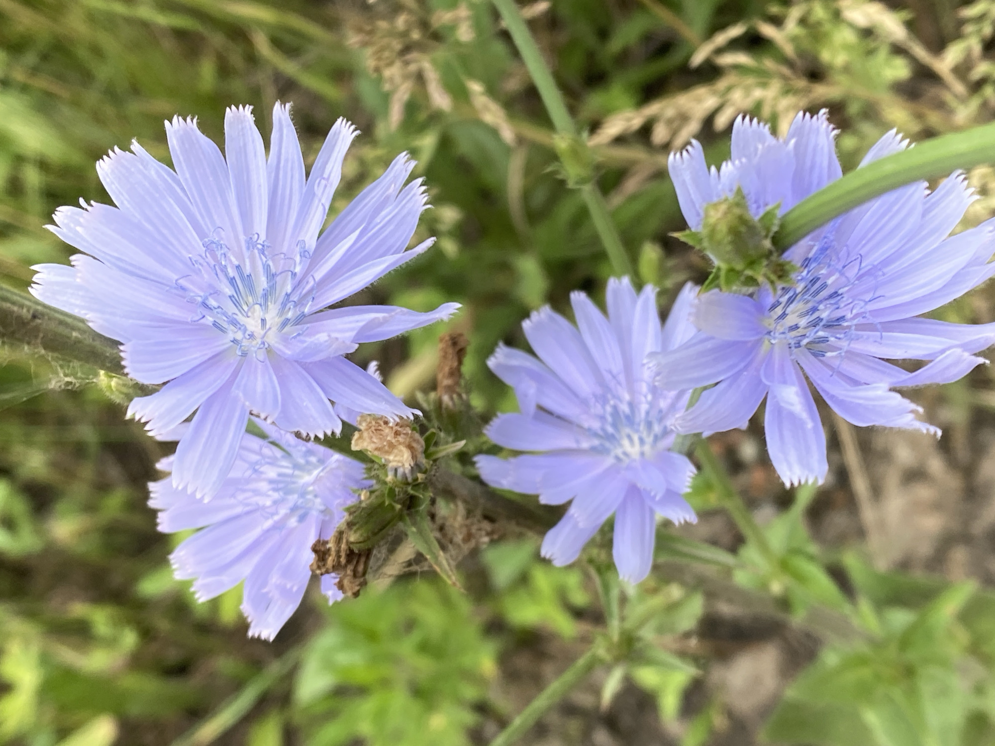 A close-up, shallow depth of field shot features a cluster of pale blue chicory flowers with fringed petals. The flowers are arranged vertically on a green stem, with some withered brown seed heads visible among them. The background is a blur of green foliage and dry grass, indicating an outdoor, natural setting. The image does not depict any people, actions, or interactions, nor does it contain any elements that would allow for the determination of its location within Novokuznetsk, Russia, or any other city.